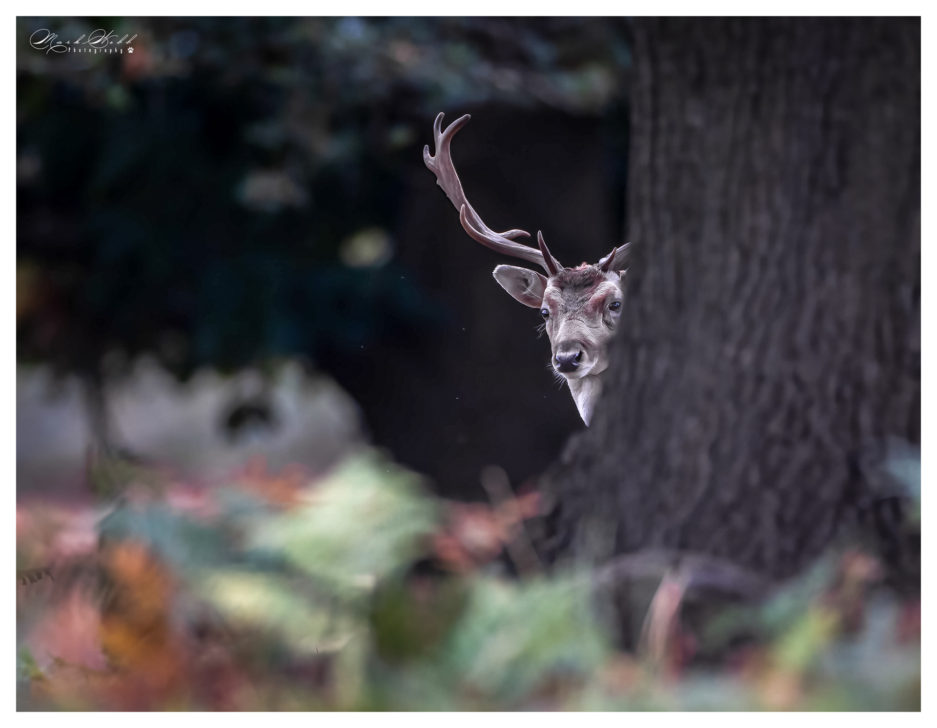 Bradgate Park October 2023