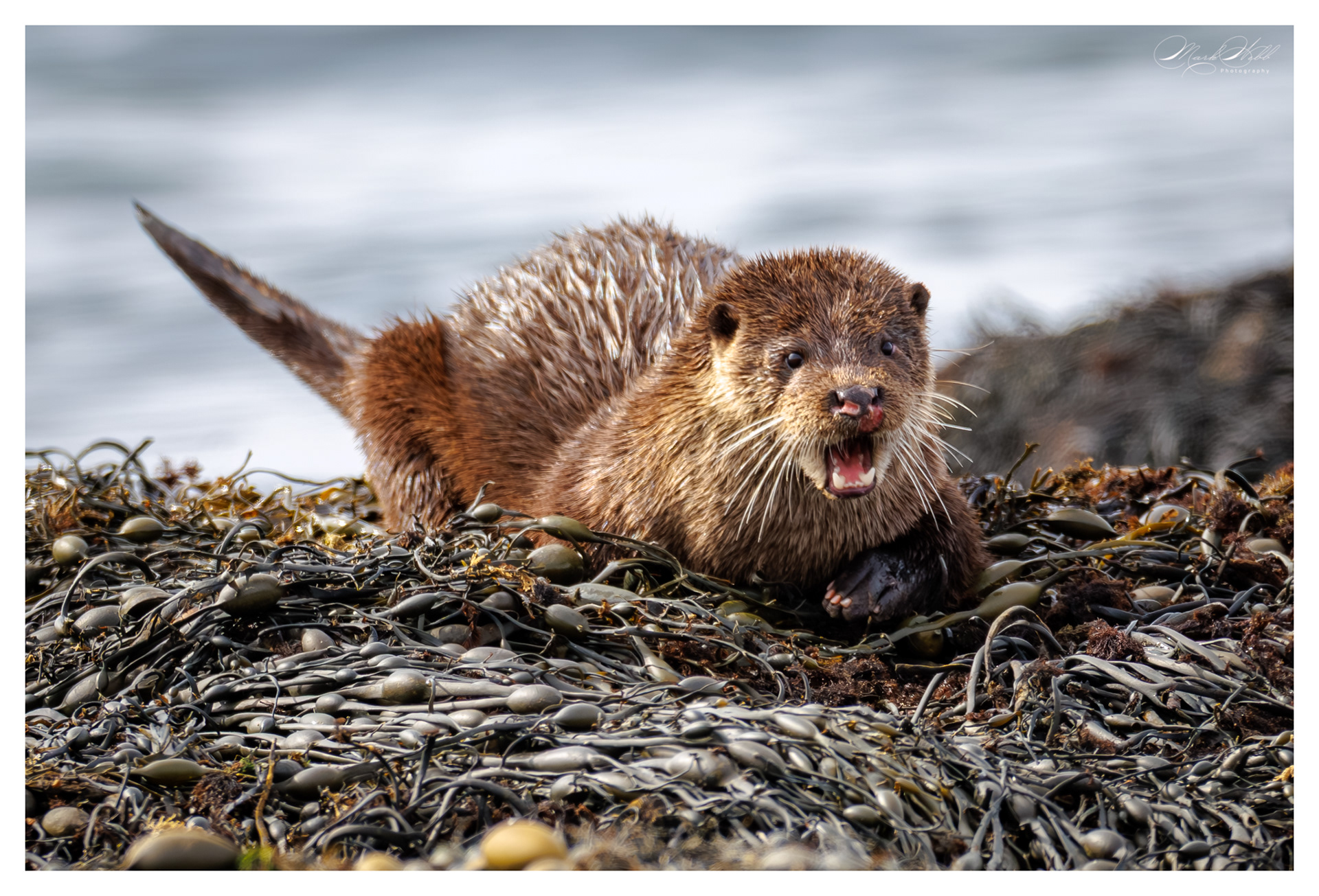 Fat Freddy Otter