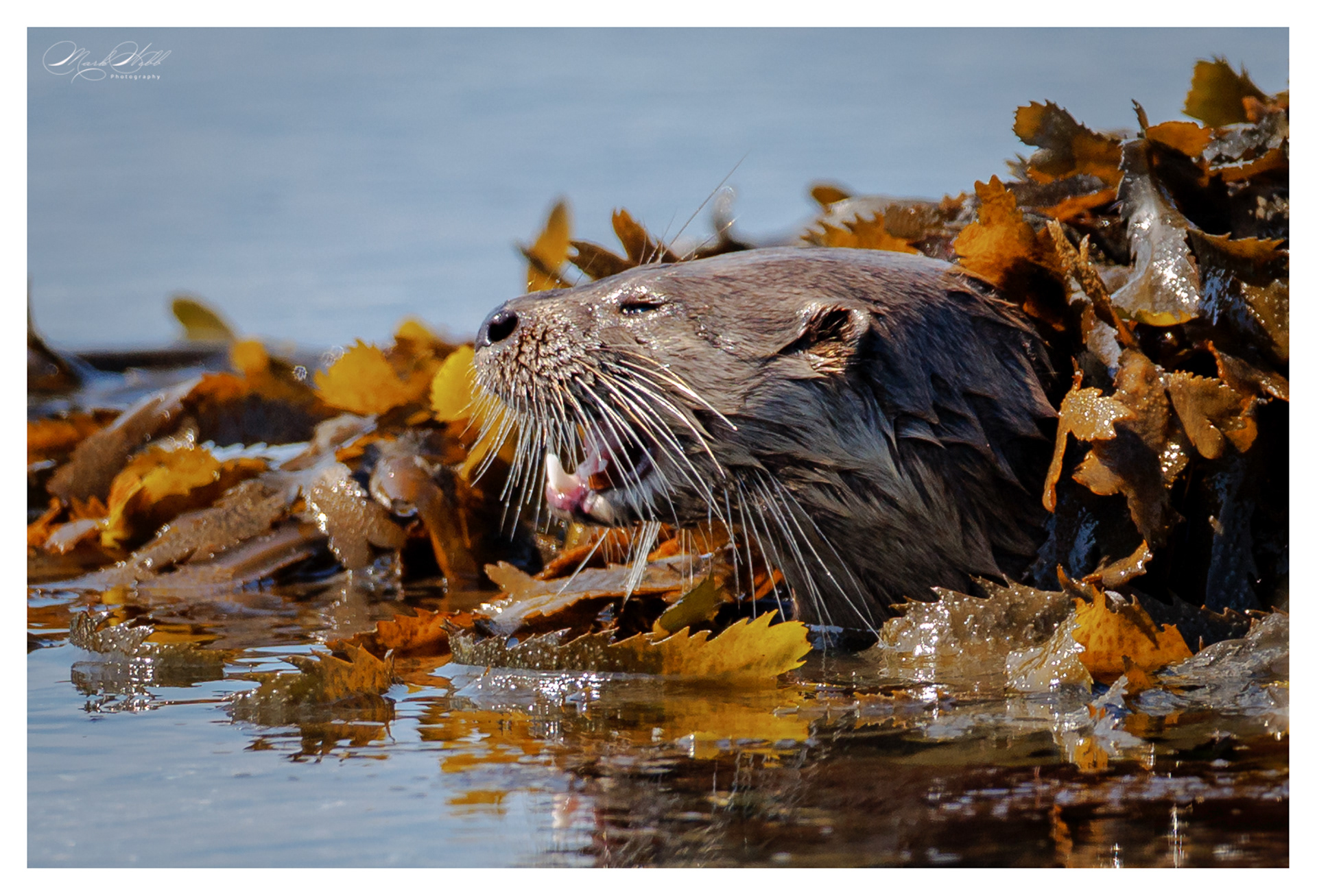 Mull Otter