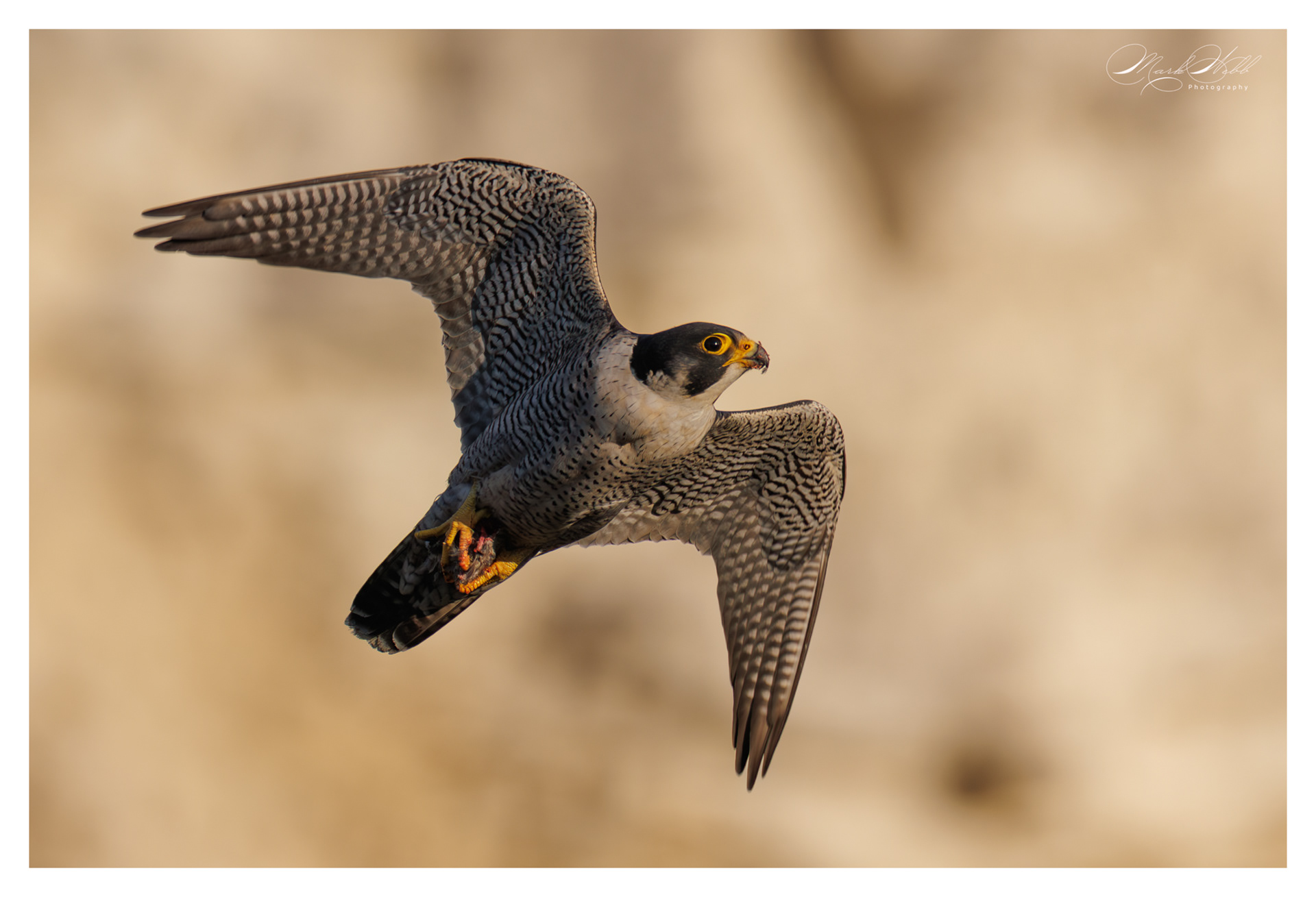 Peregrine Falcon Cherry Hinton April 2025