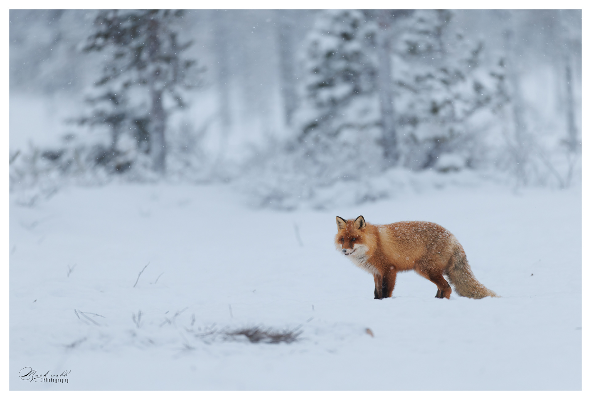 Red Fox