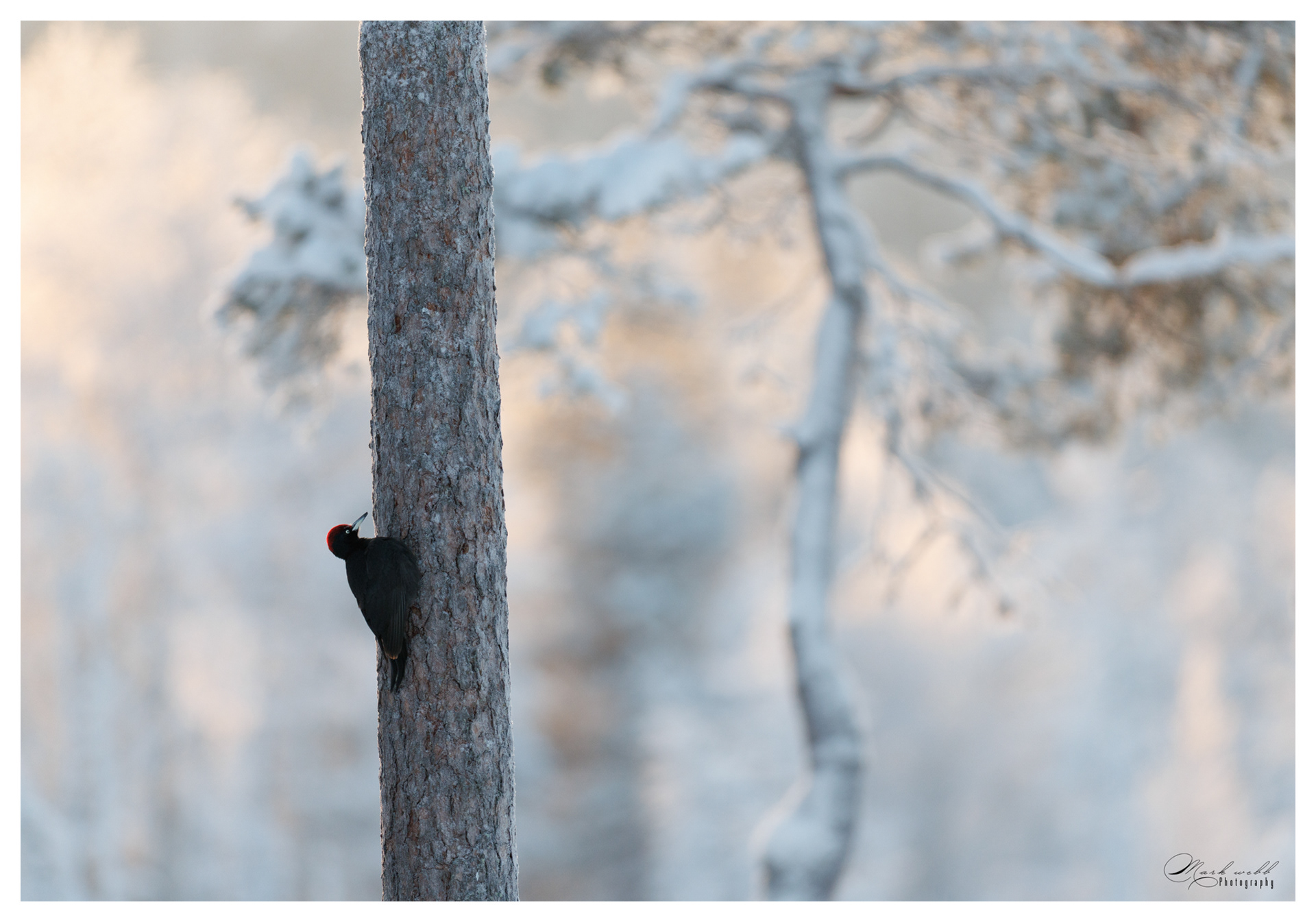 Black Woodpecker