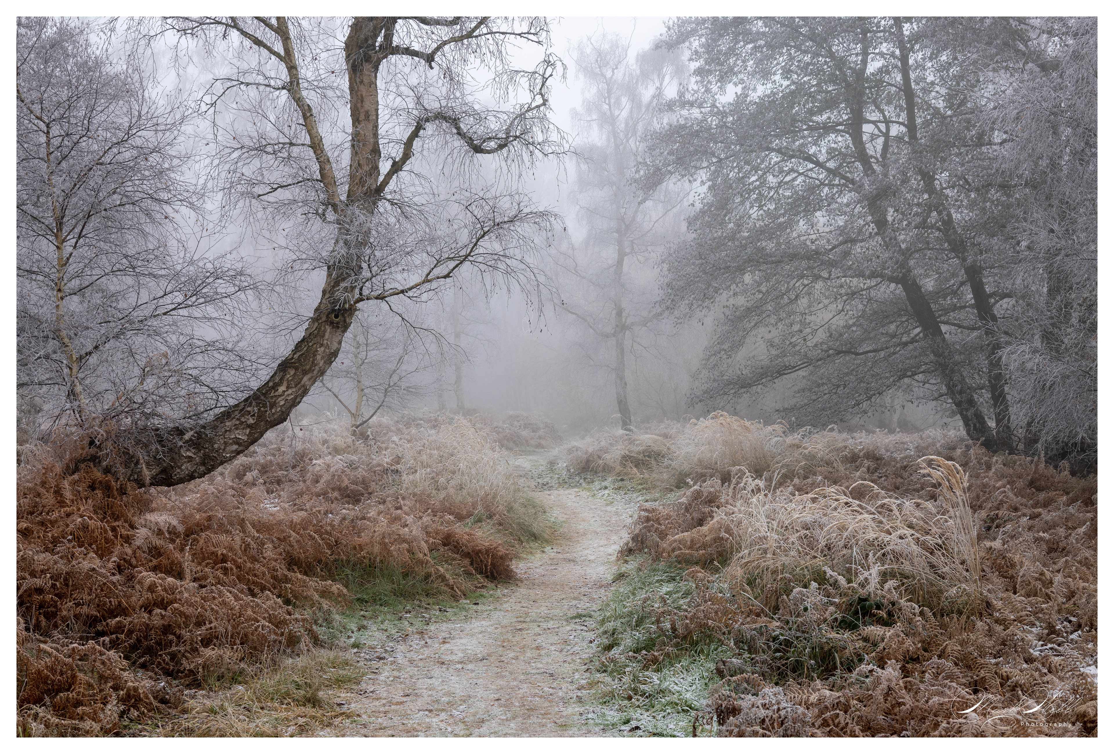 Holme Fen