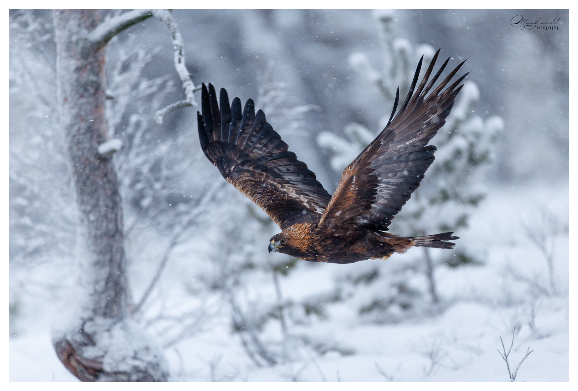 Golden Eagle
