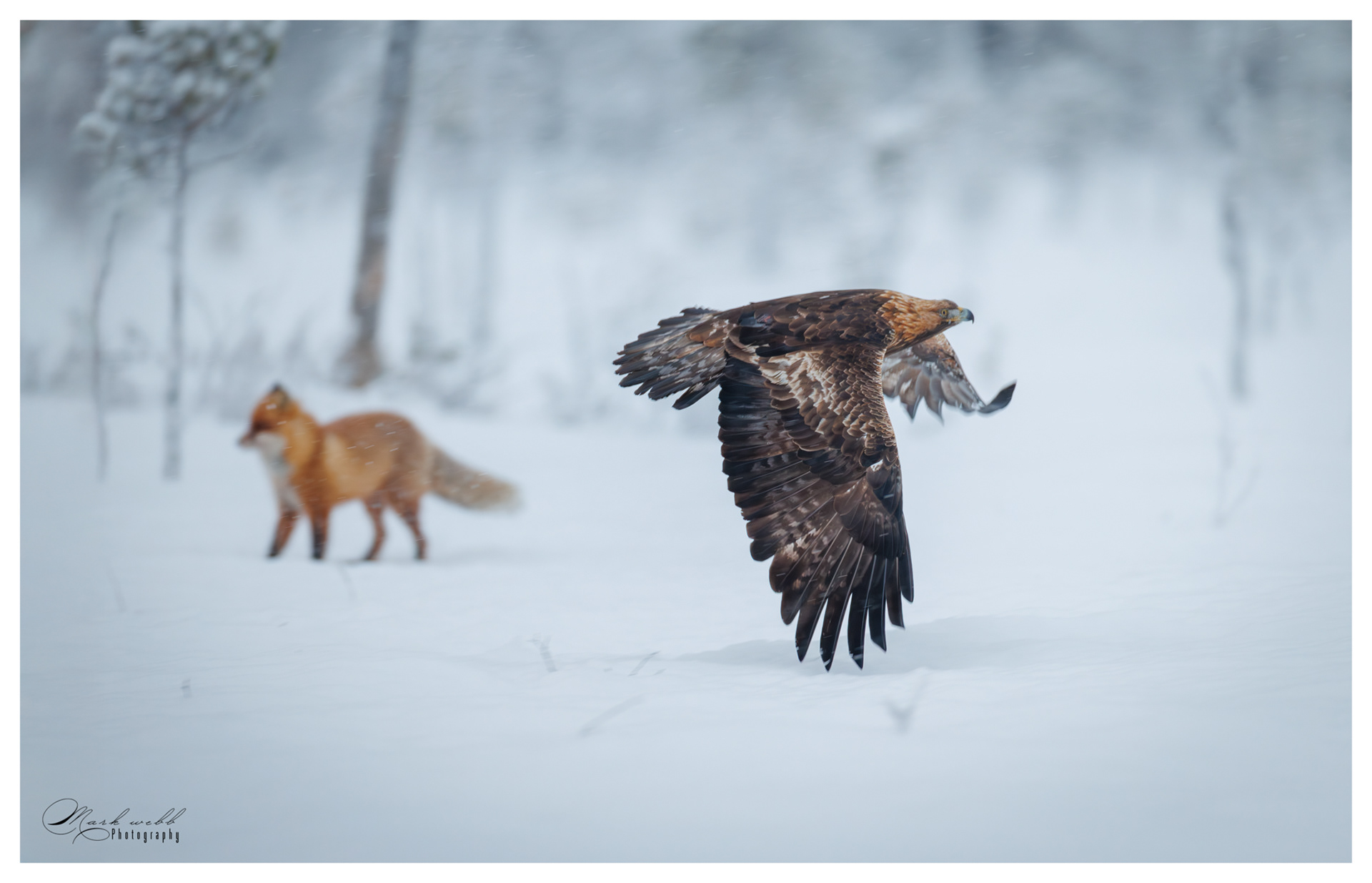 Red Fox v Golden Eagle