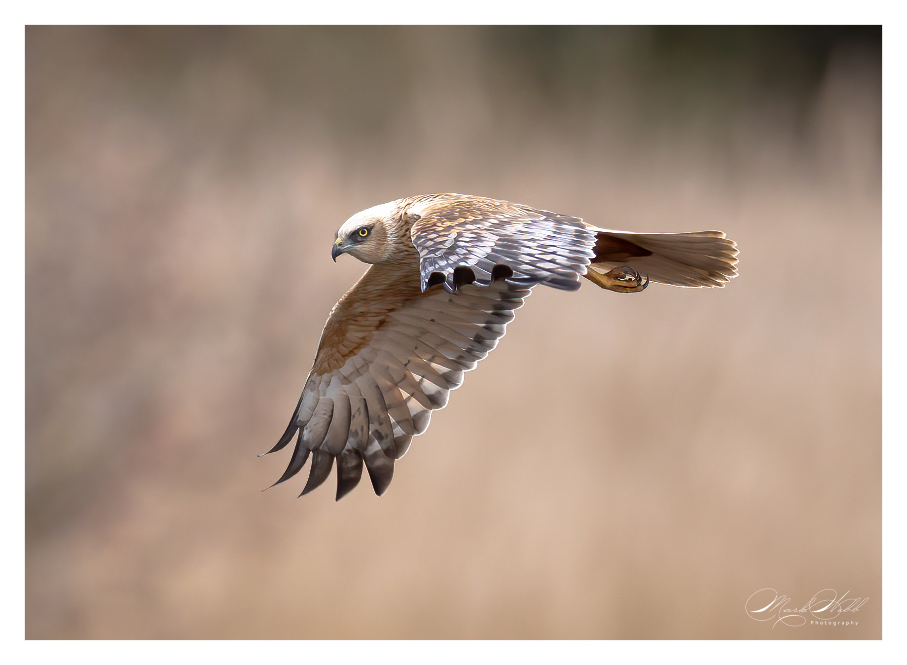 Marsh Harrier Fowlmere March 2024