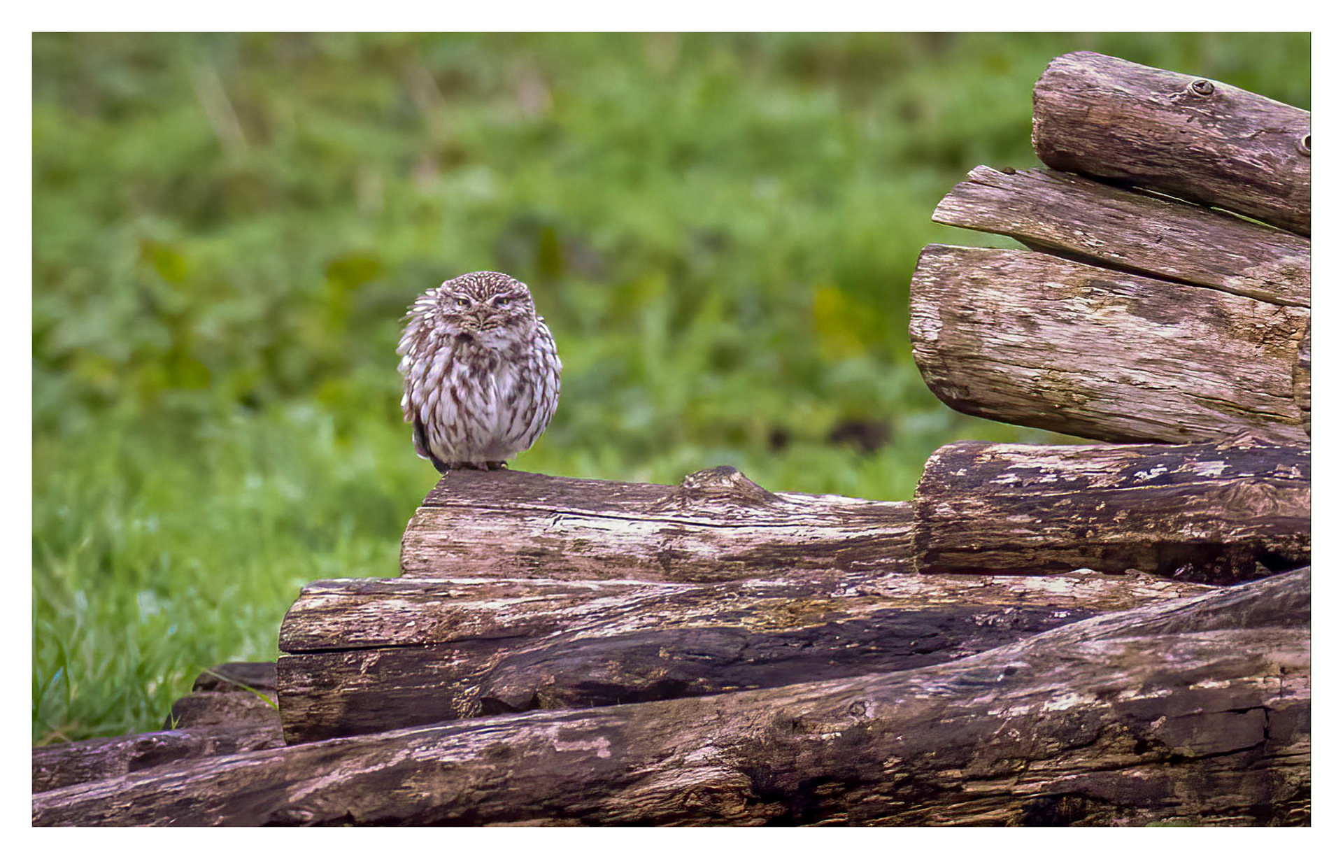 Little Owl Burwell Fen December 2023