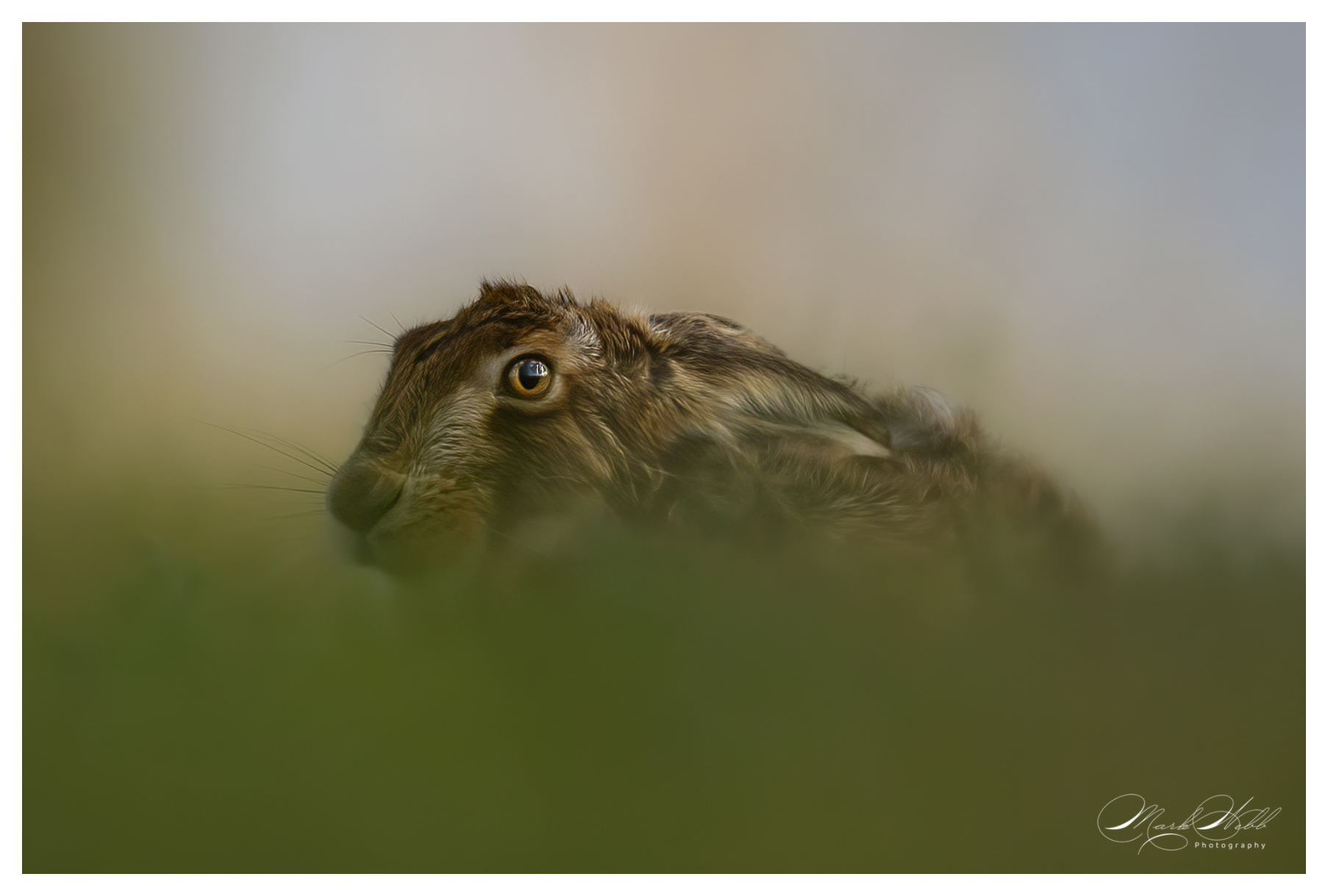 Lincolnshire Hares March 2024