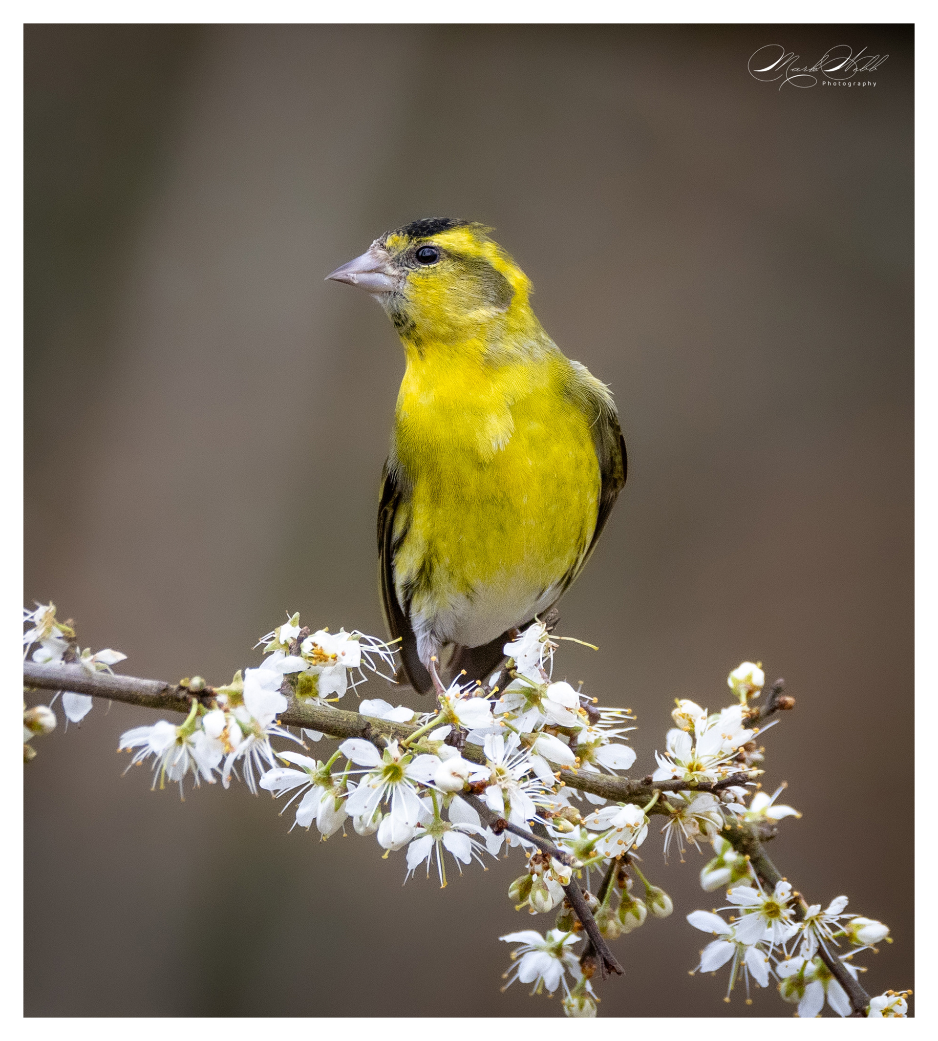 Siskin Bournemouth March 2024