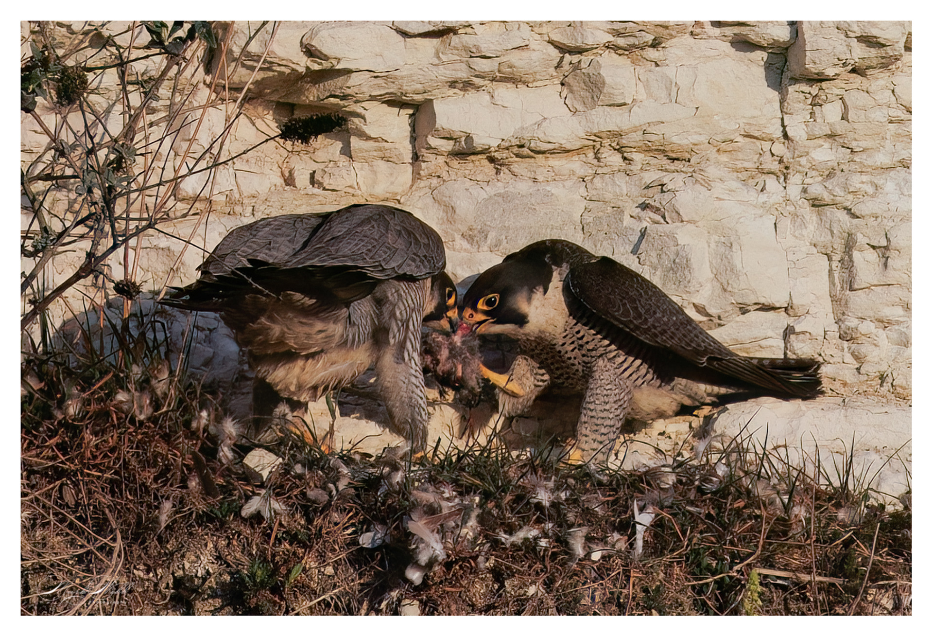 Peregrine Falcon Cherry Hinton April 2025