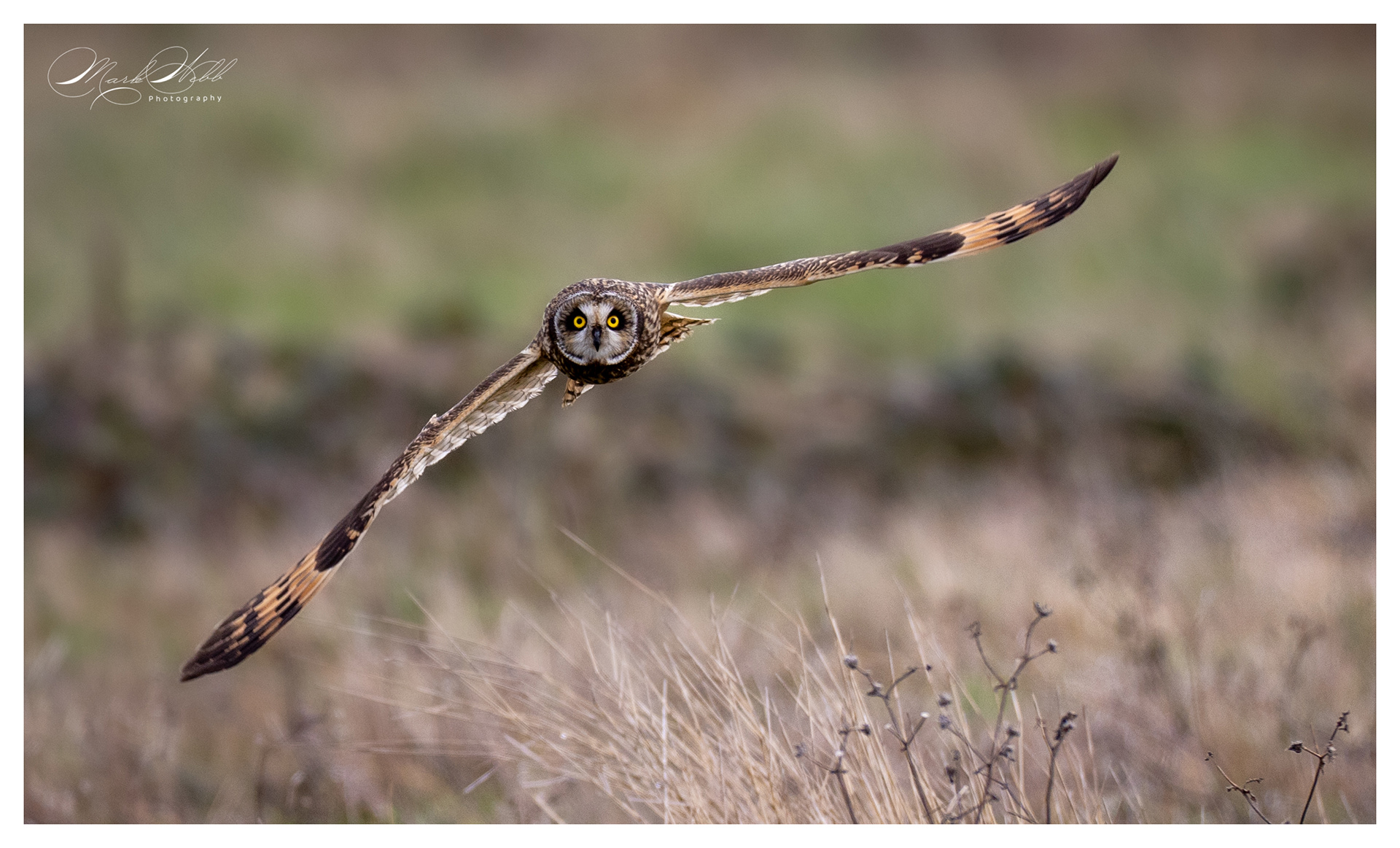 SEO Wallasea Island February 2024