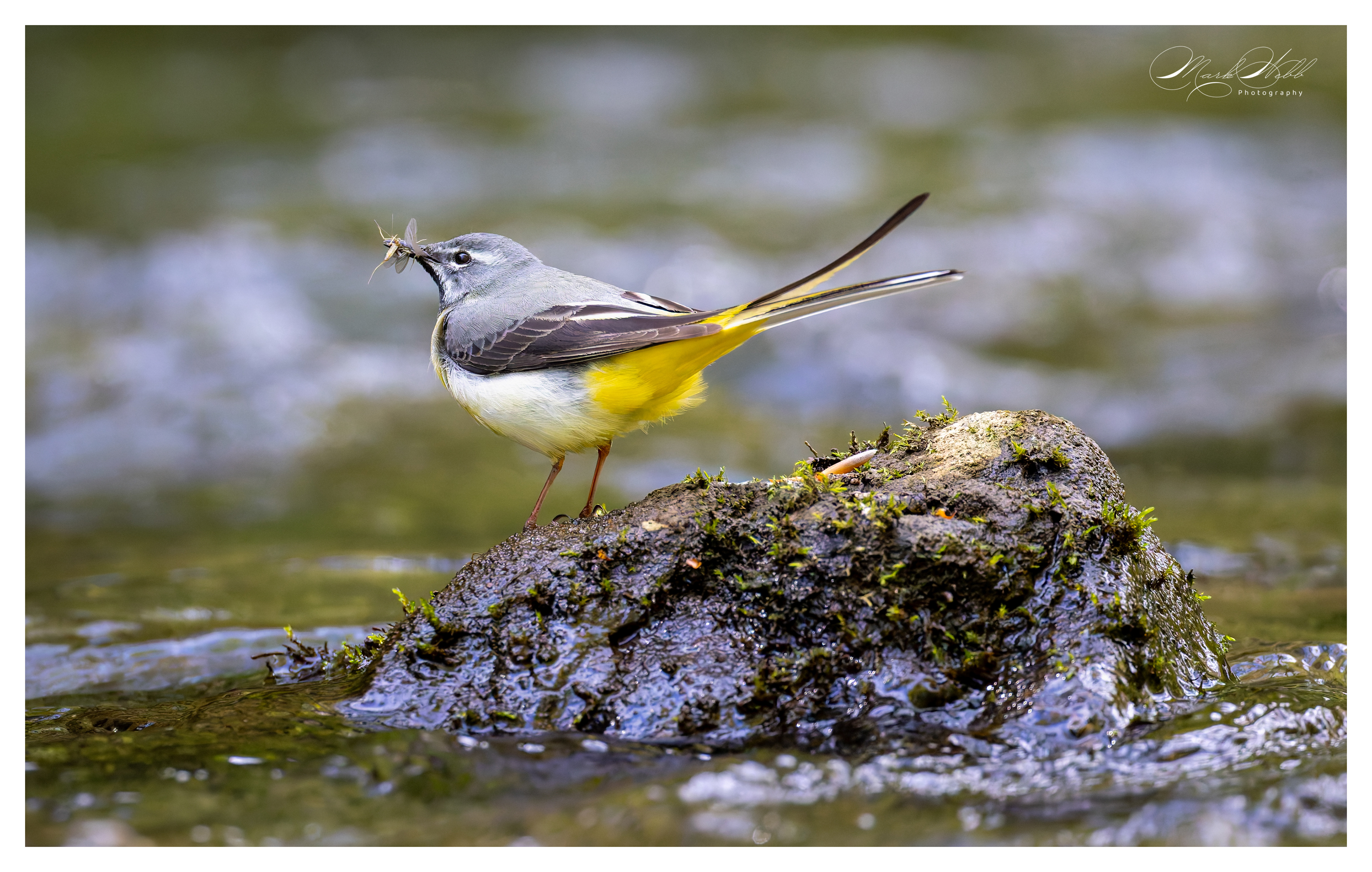 Grey Wagtail Millers Dale April 2024