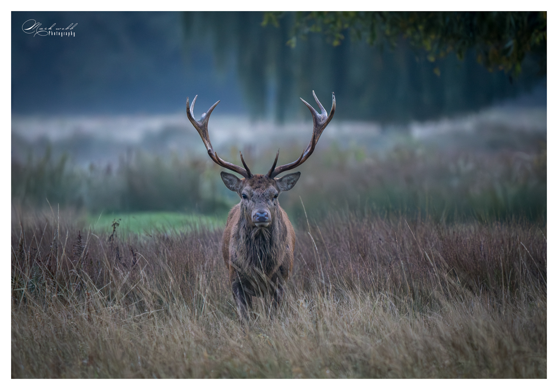 Red Deer Bushy Park October 2025
