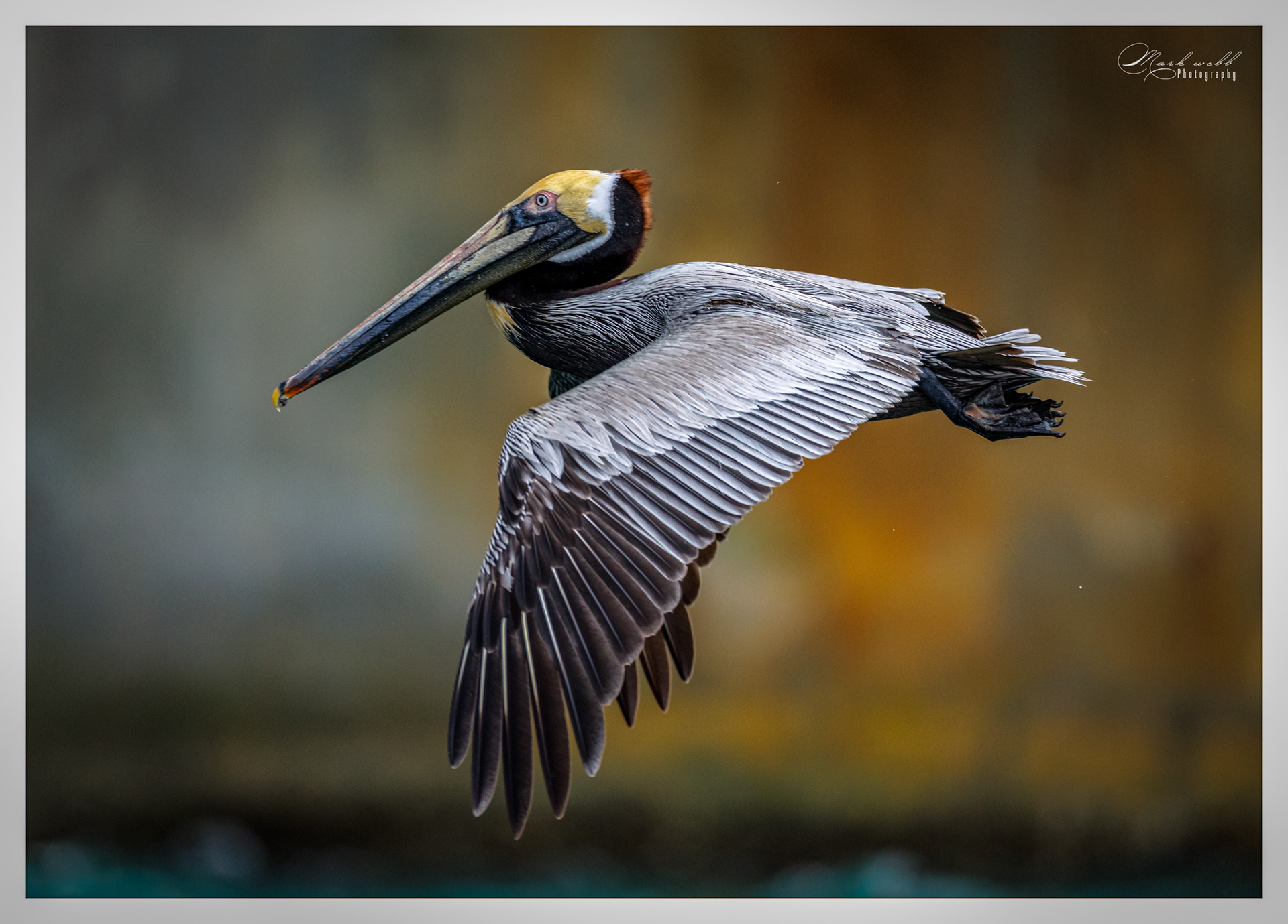 Pelican