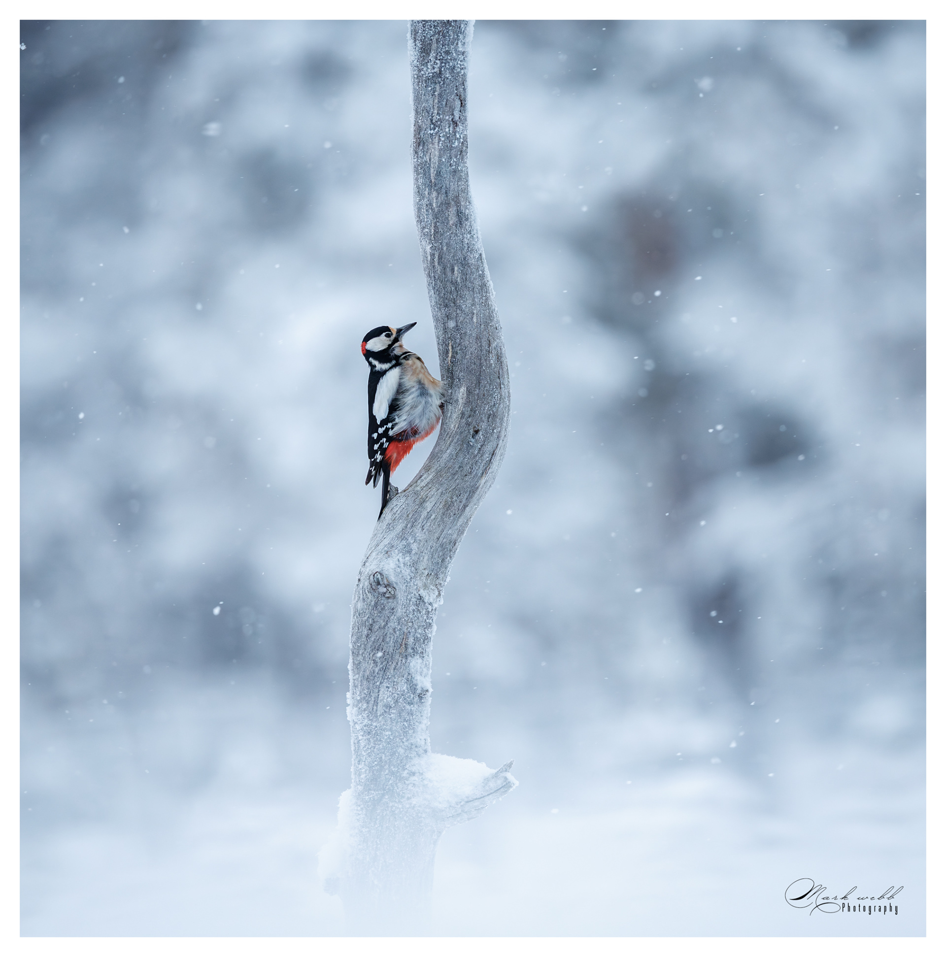 Great Spotted Woodpecker 