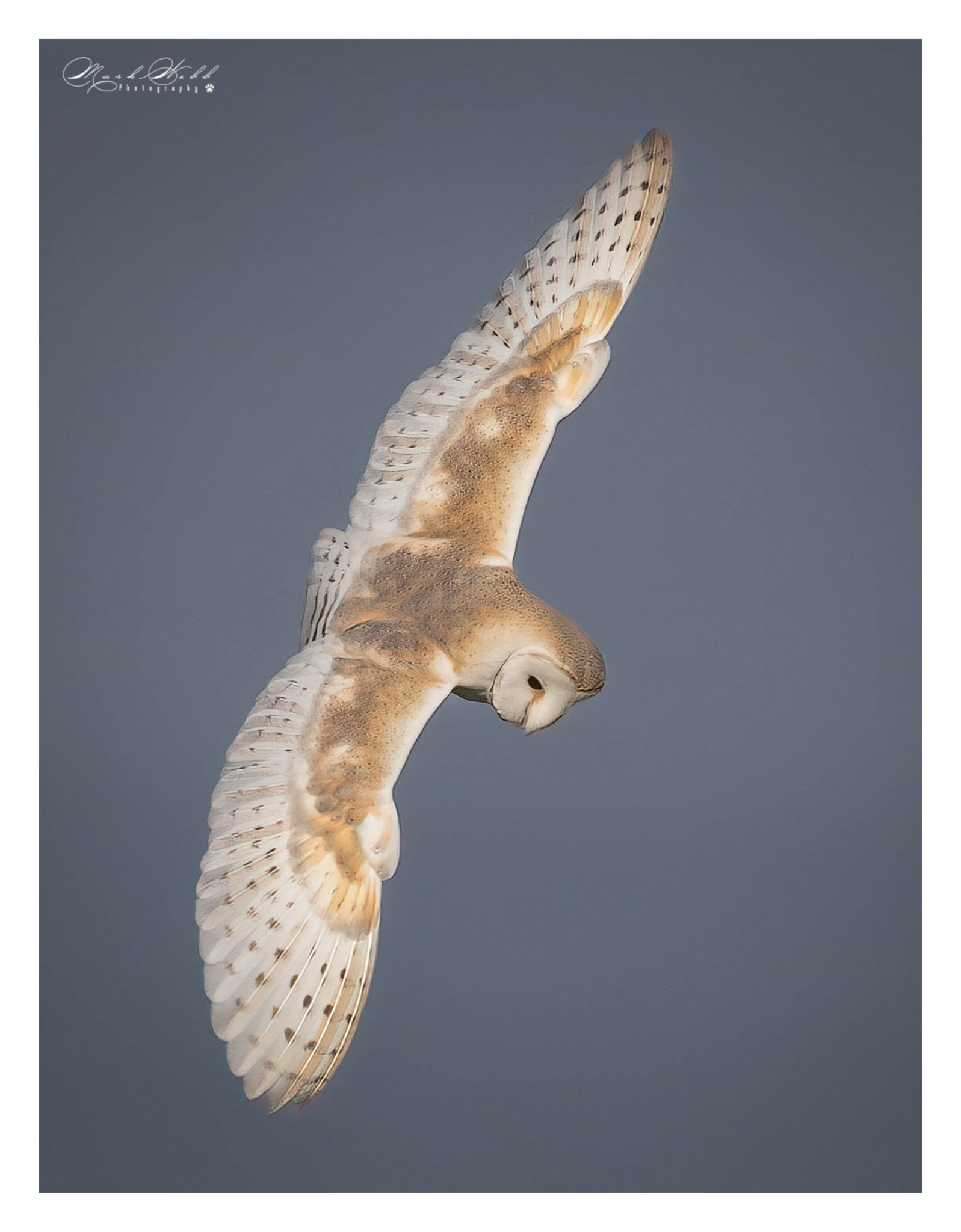 Barn Owl Bempton Cliffs May 2023
