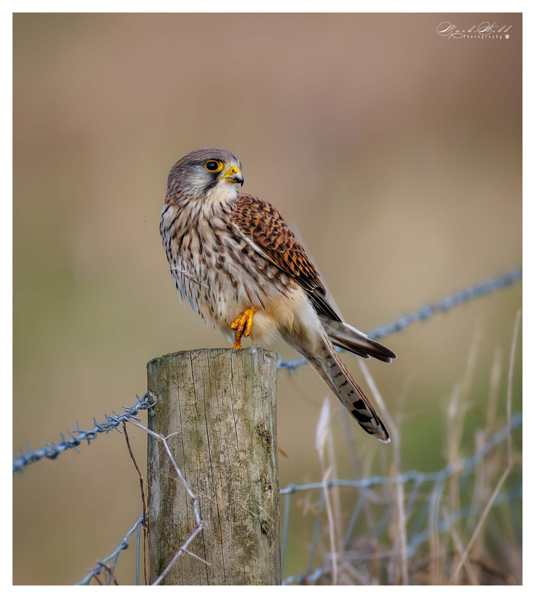 Kestrel Burwell Fen January 2024