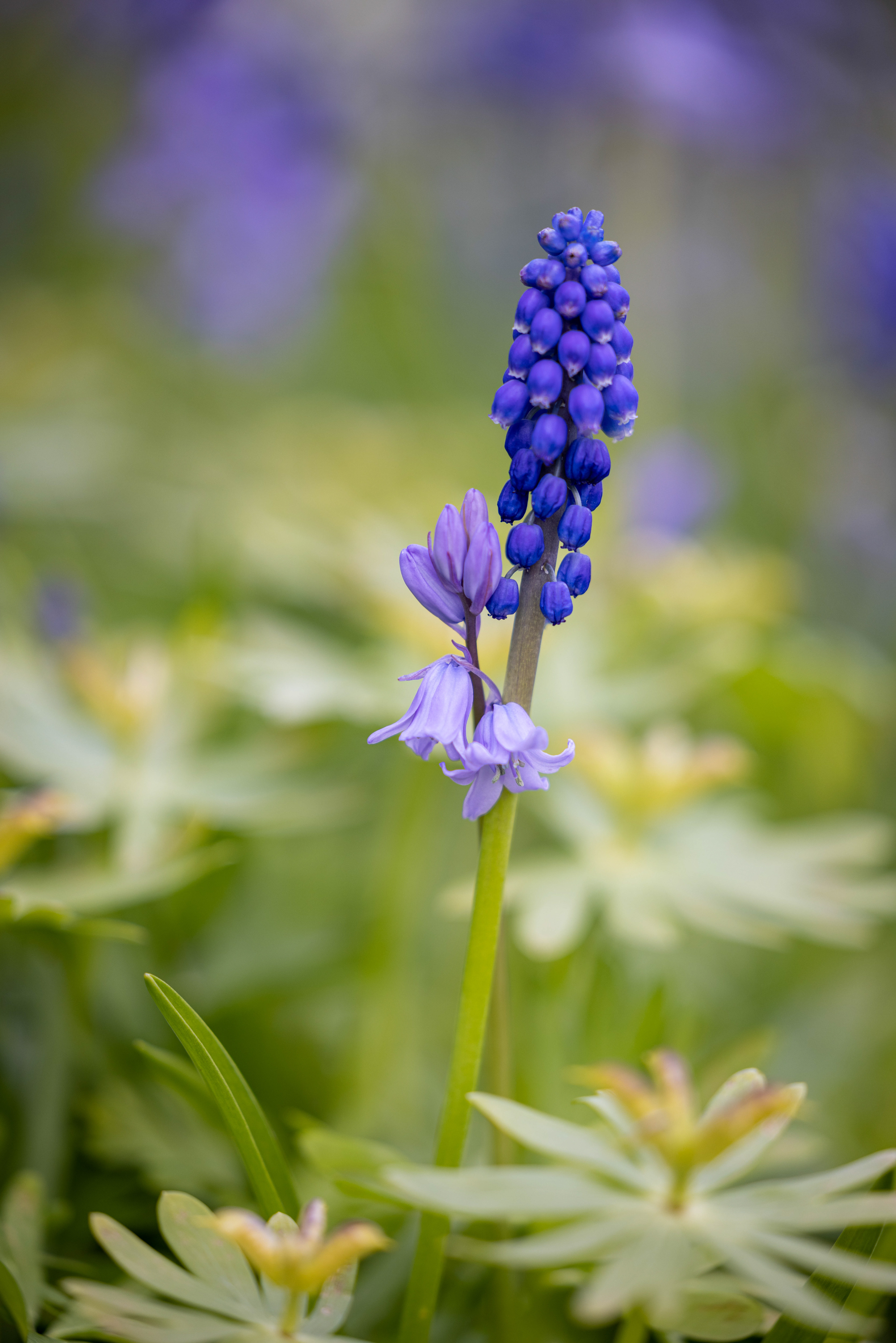 Wootton Bluebells April 2023