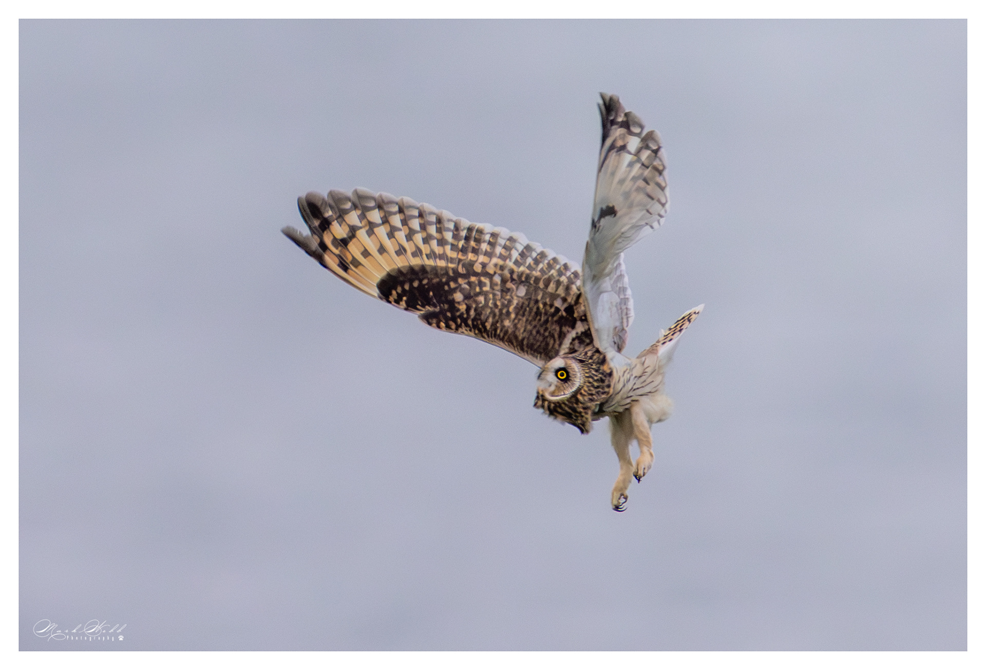 SEO Bempton Cliffs October 2023
