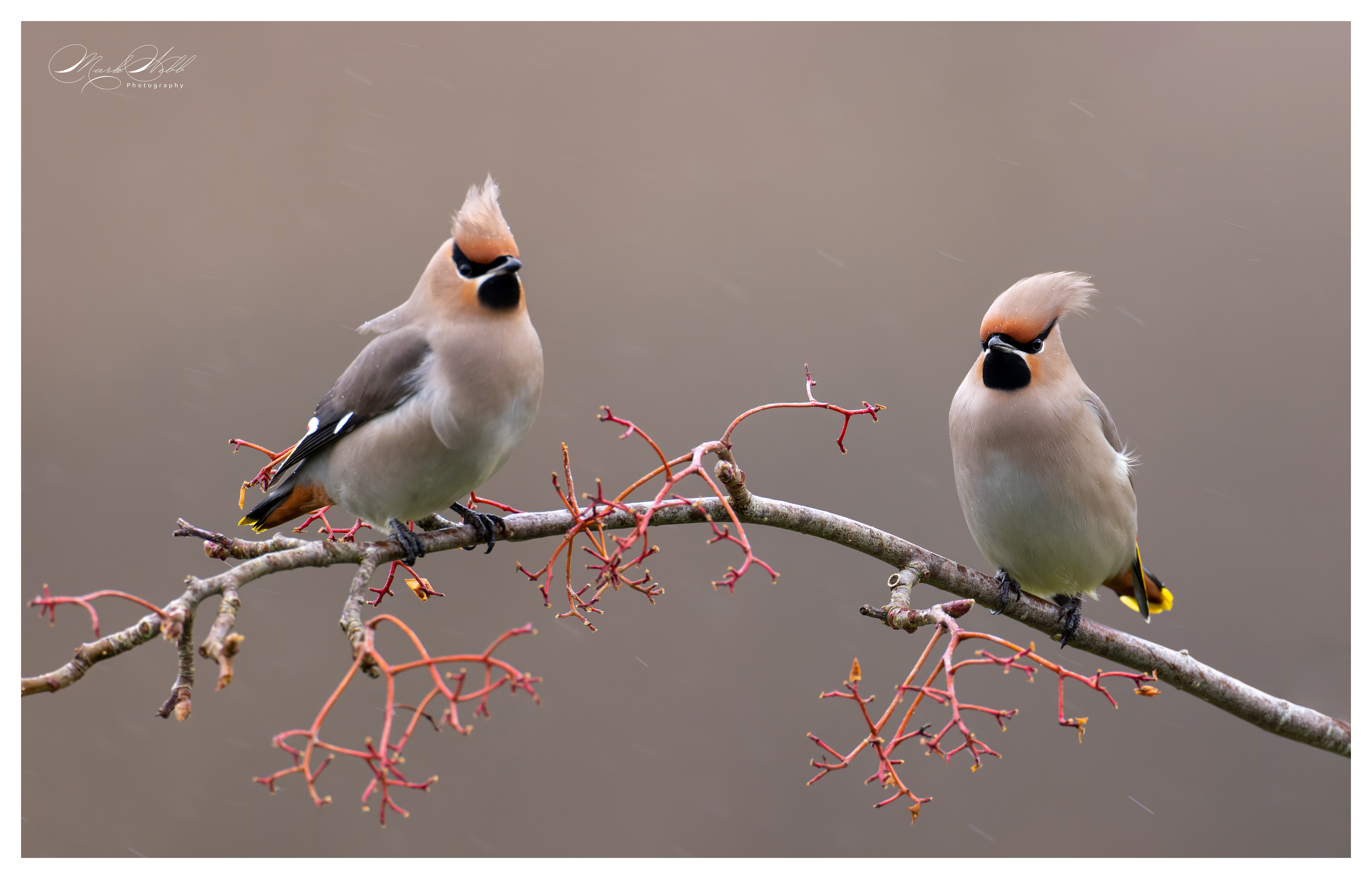 Waxwings Corby January 2024