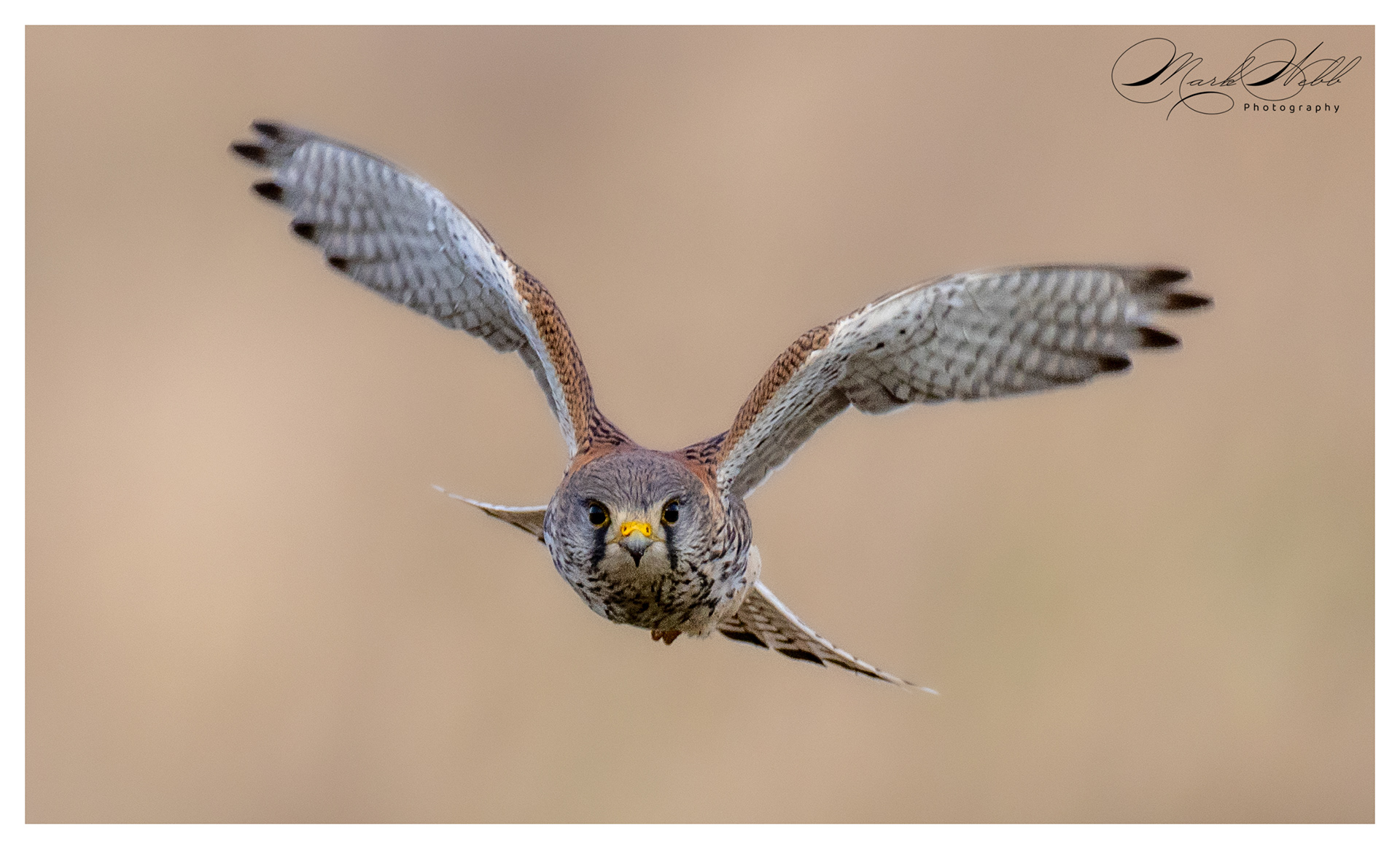 Kestrel Burwell Fen January 2024