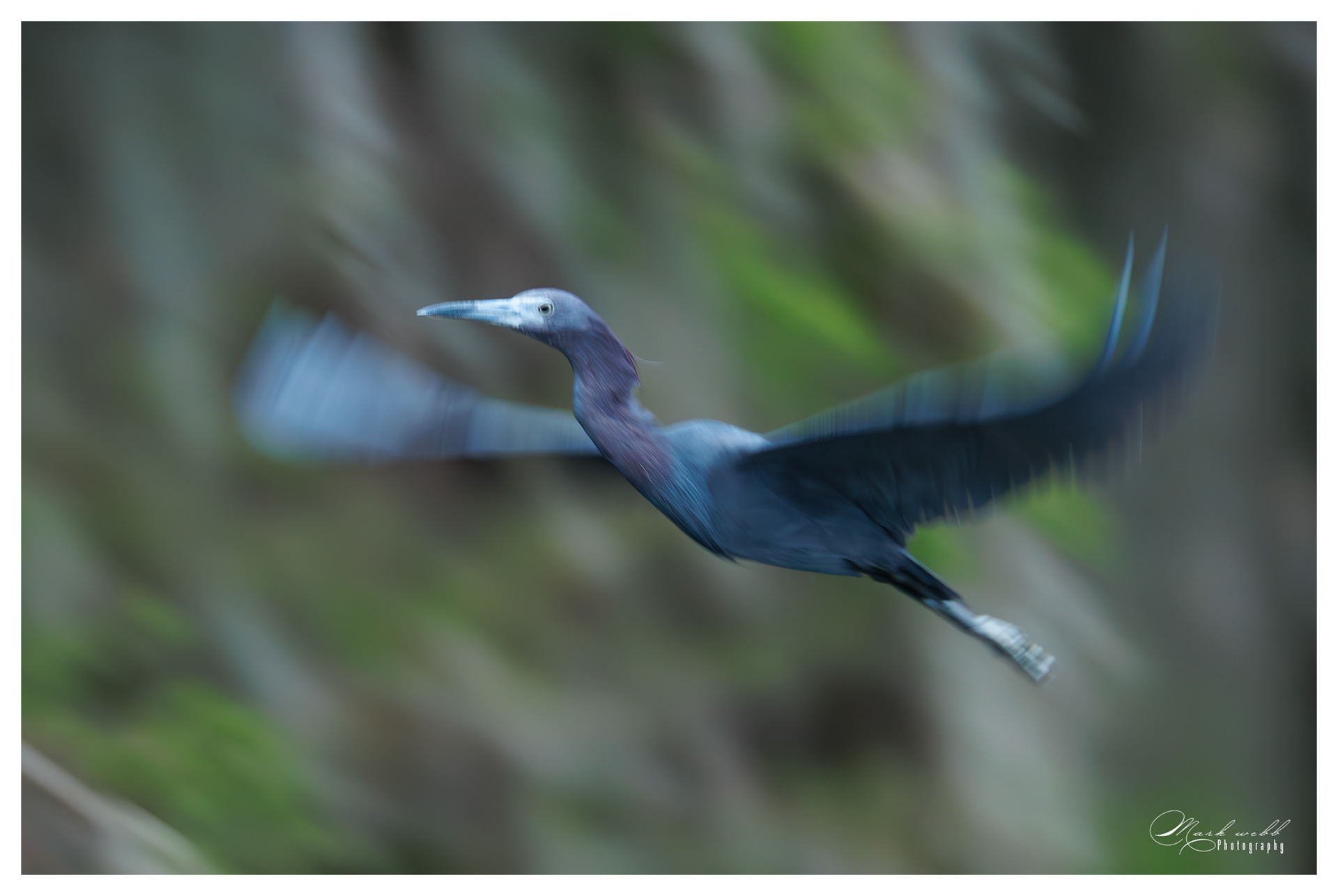 Blue Heron