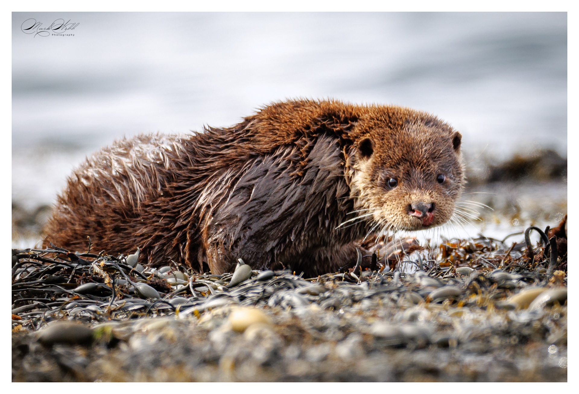 Fat Freddy Otter