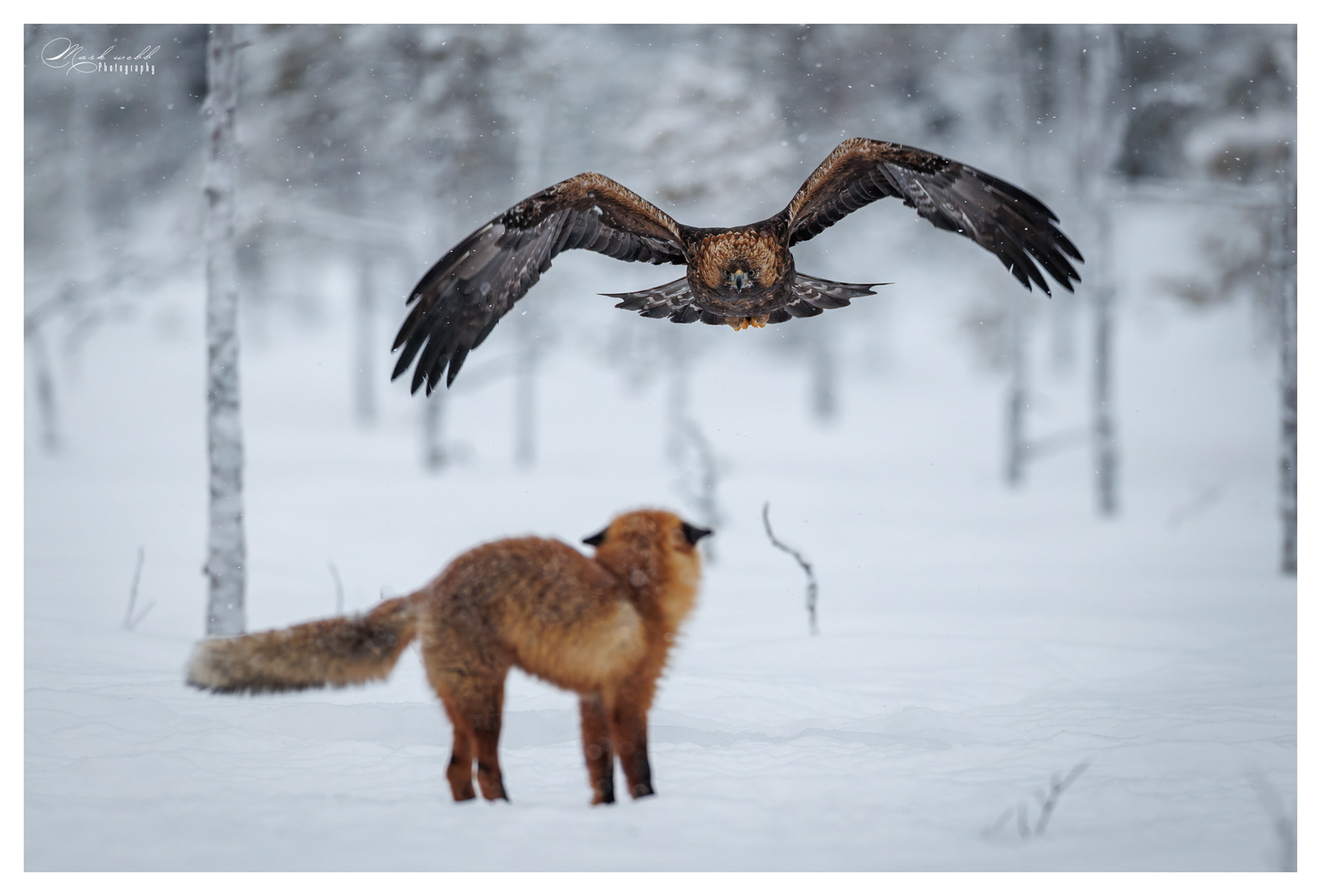 Red Fox v Golden Eagle