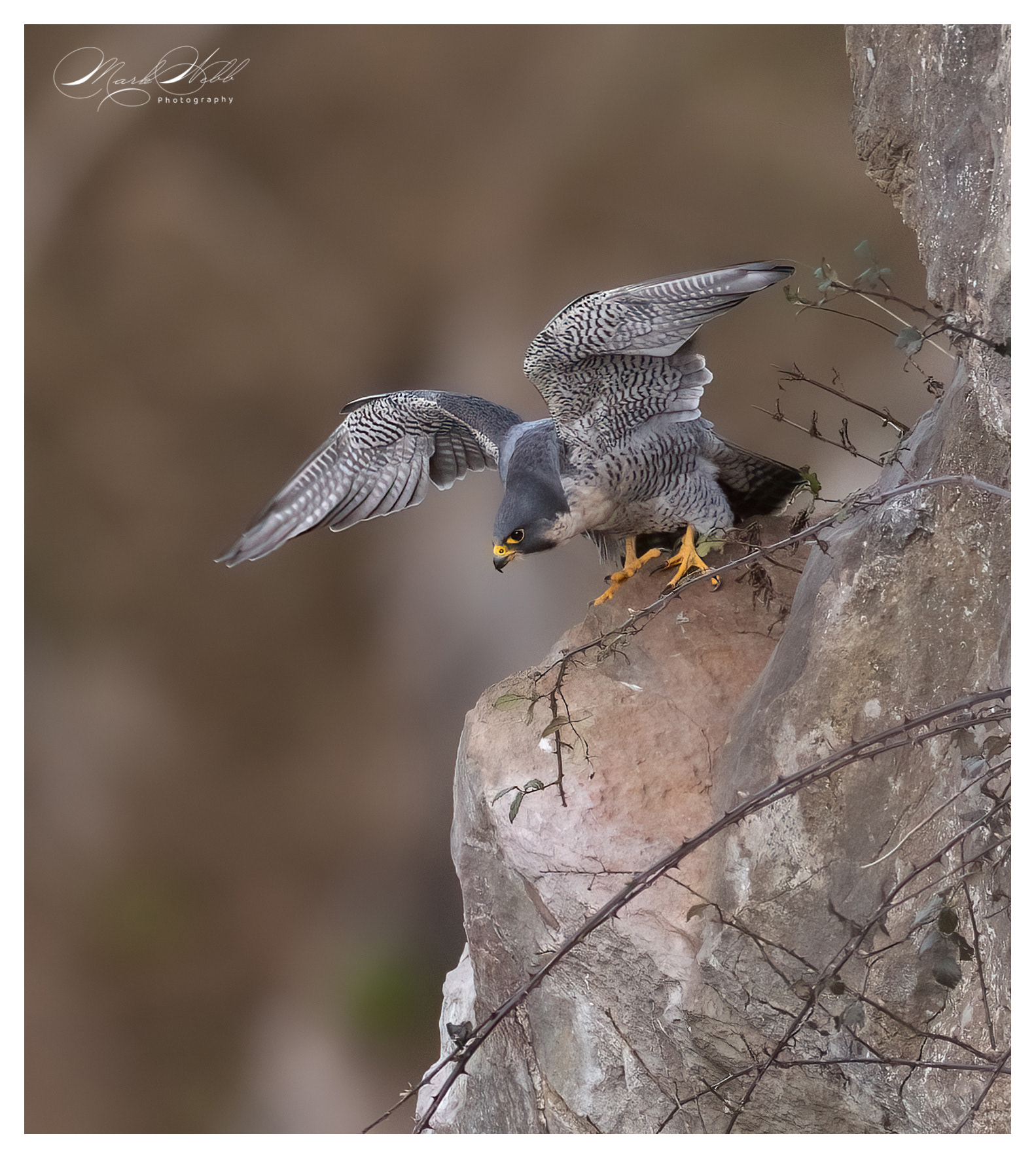 Peregrine Falcon Bristol February 2024