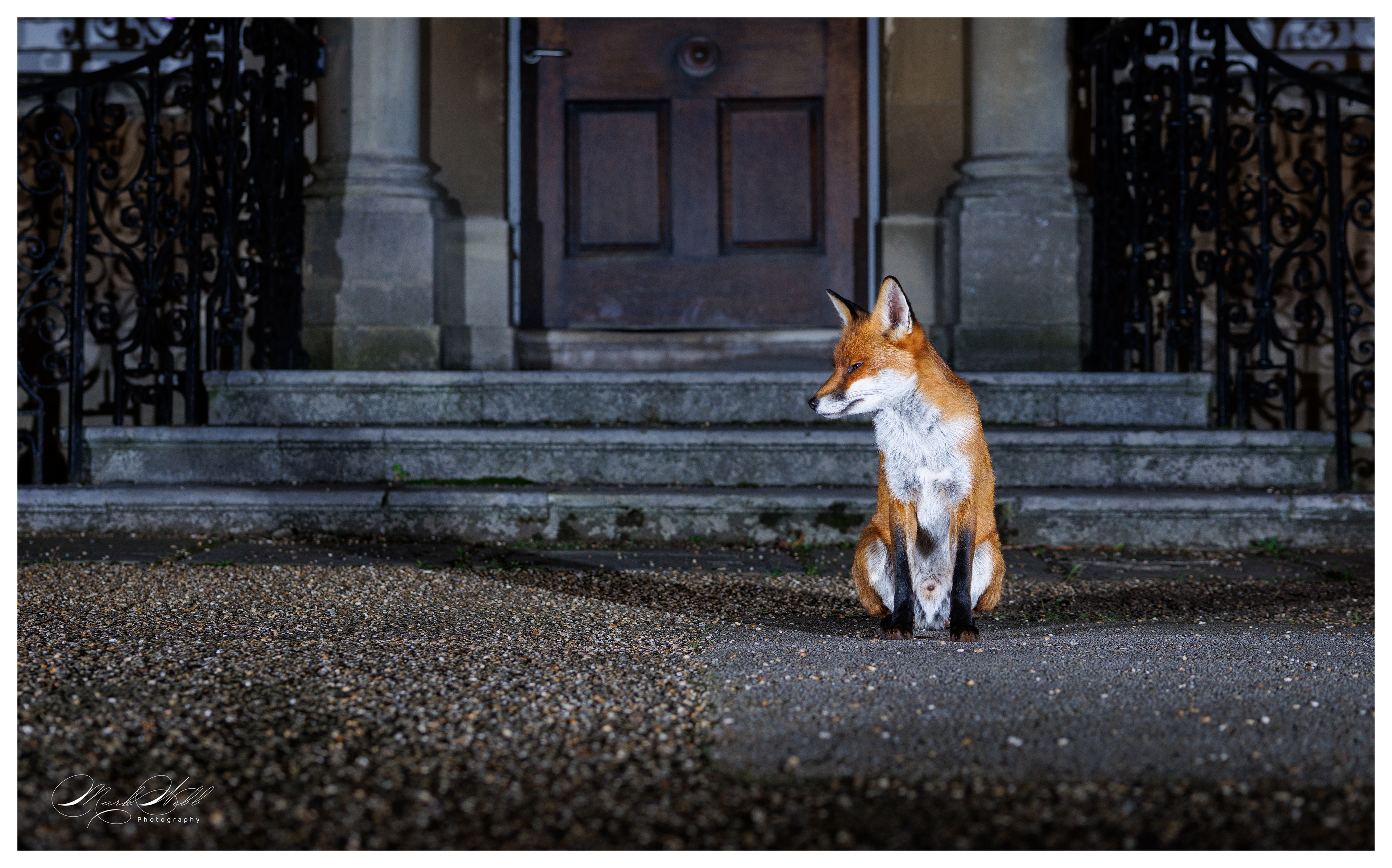 Bristol Foxes September 2024