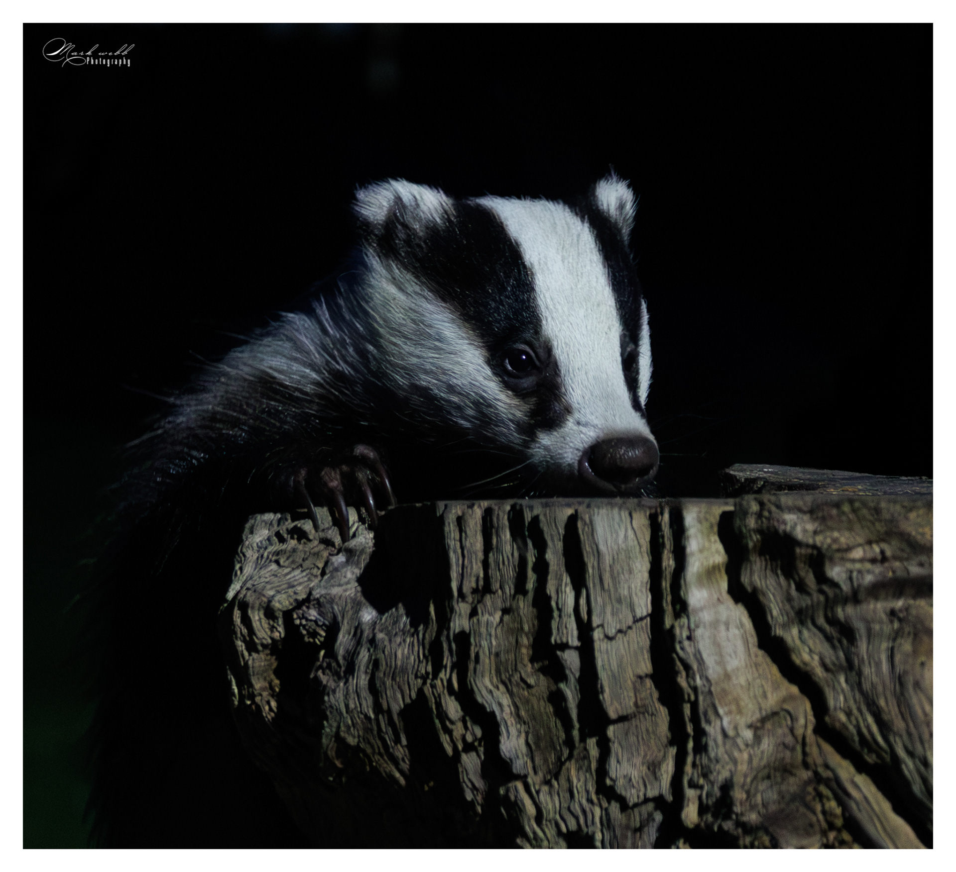 Badger Humber Bridge April 2026