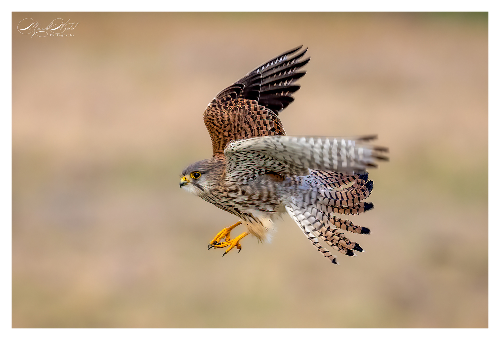 Kestrel Burwell Fen January 2024