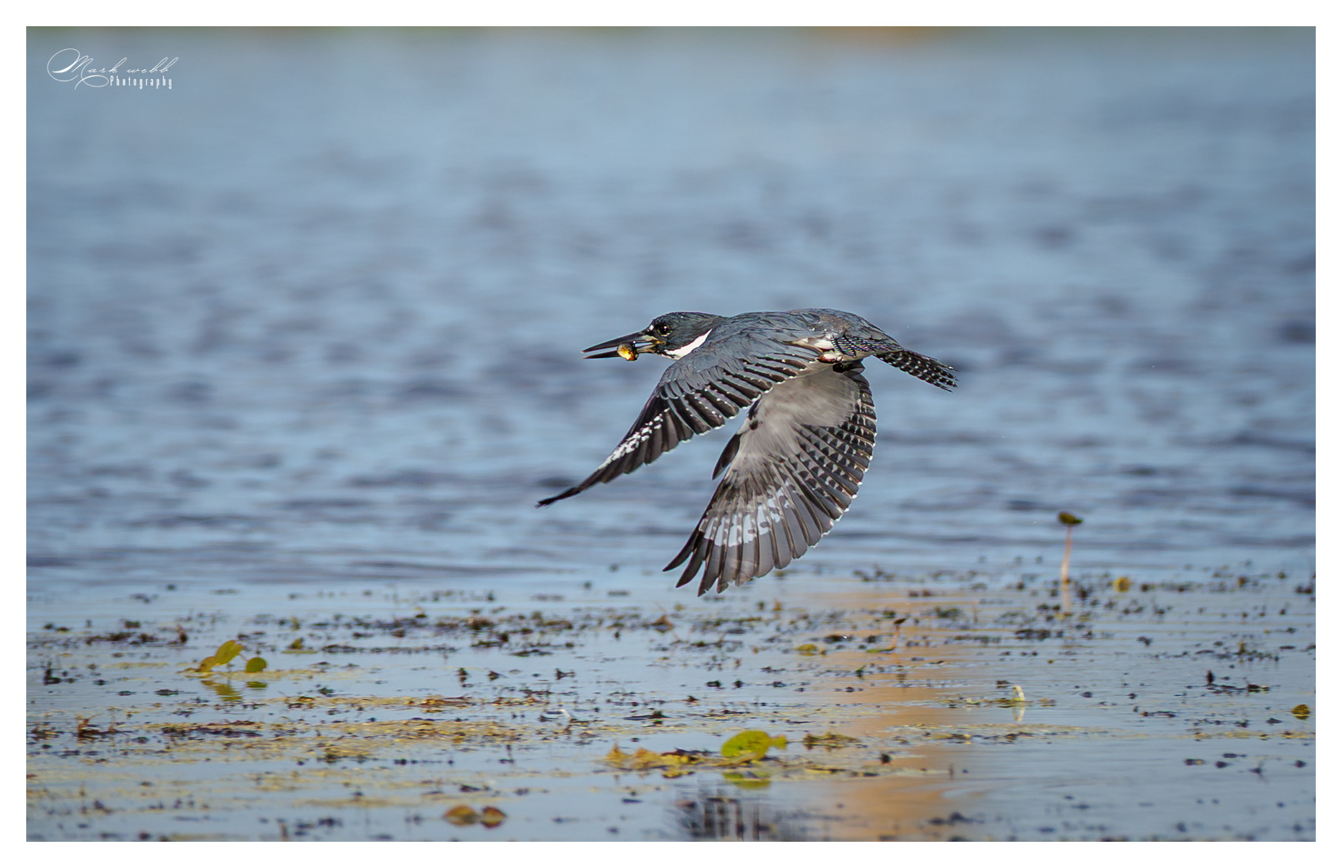Belted Kingfisher Orland Wetlands