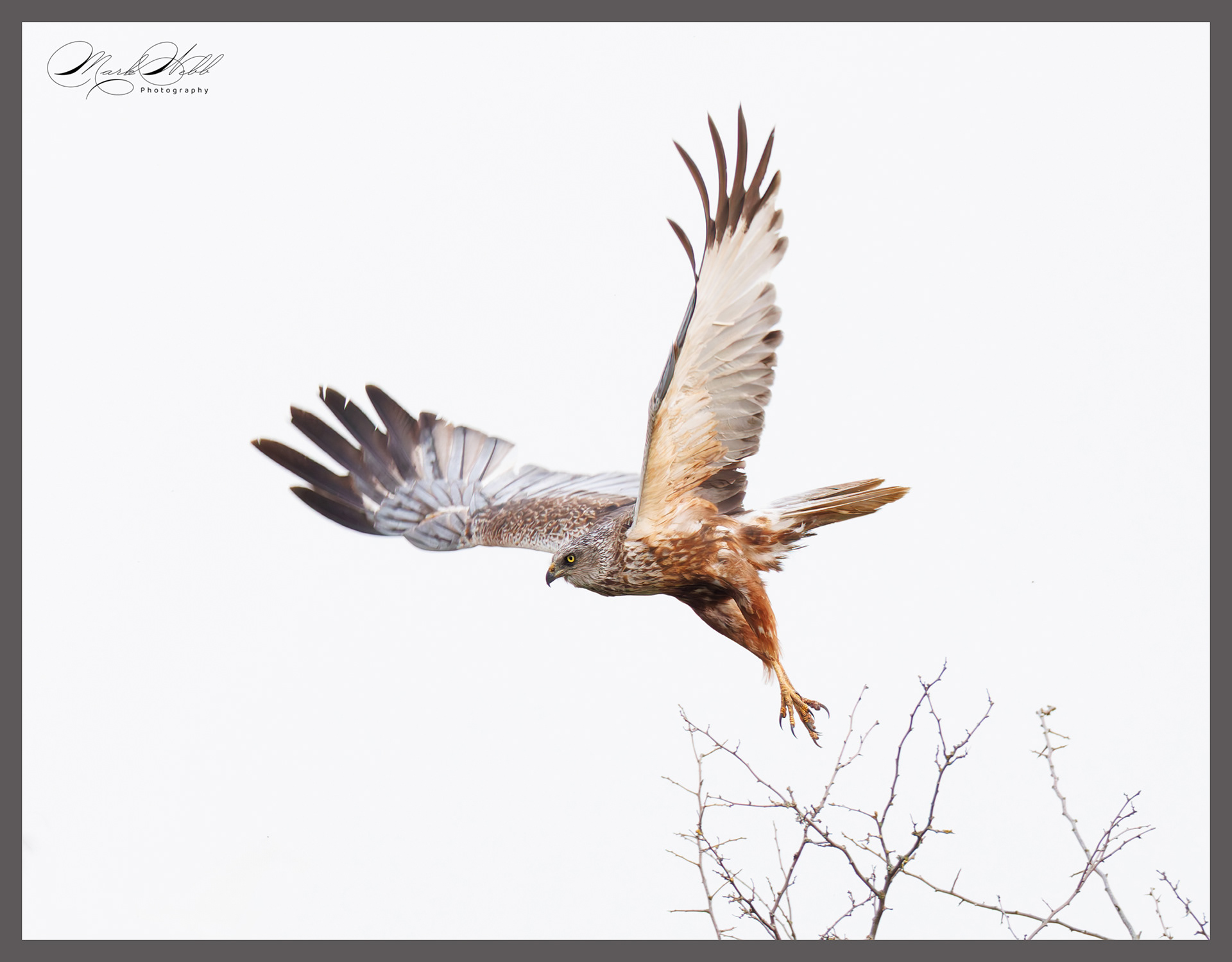 Marsh Harrier Holme August 2024