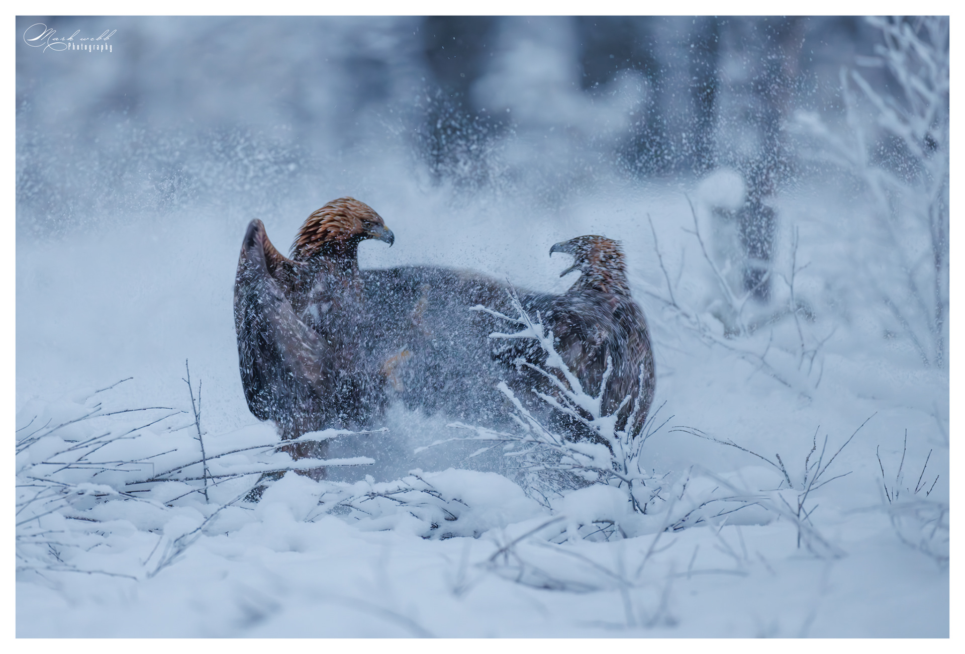 Golden Eagle