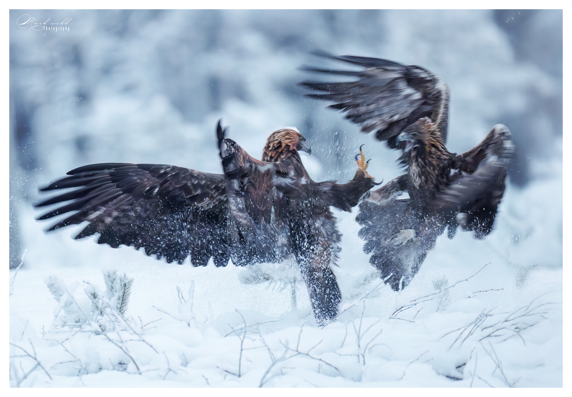 Golden Eagle