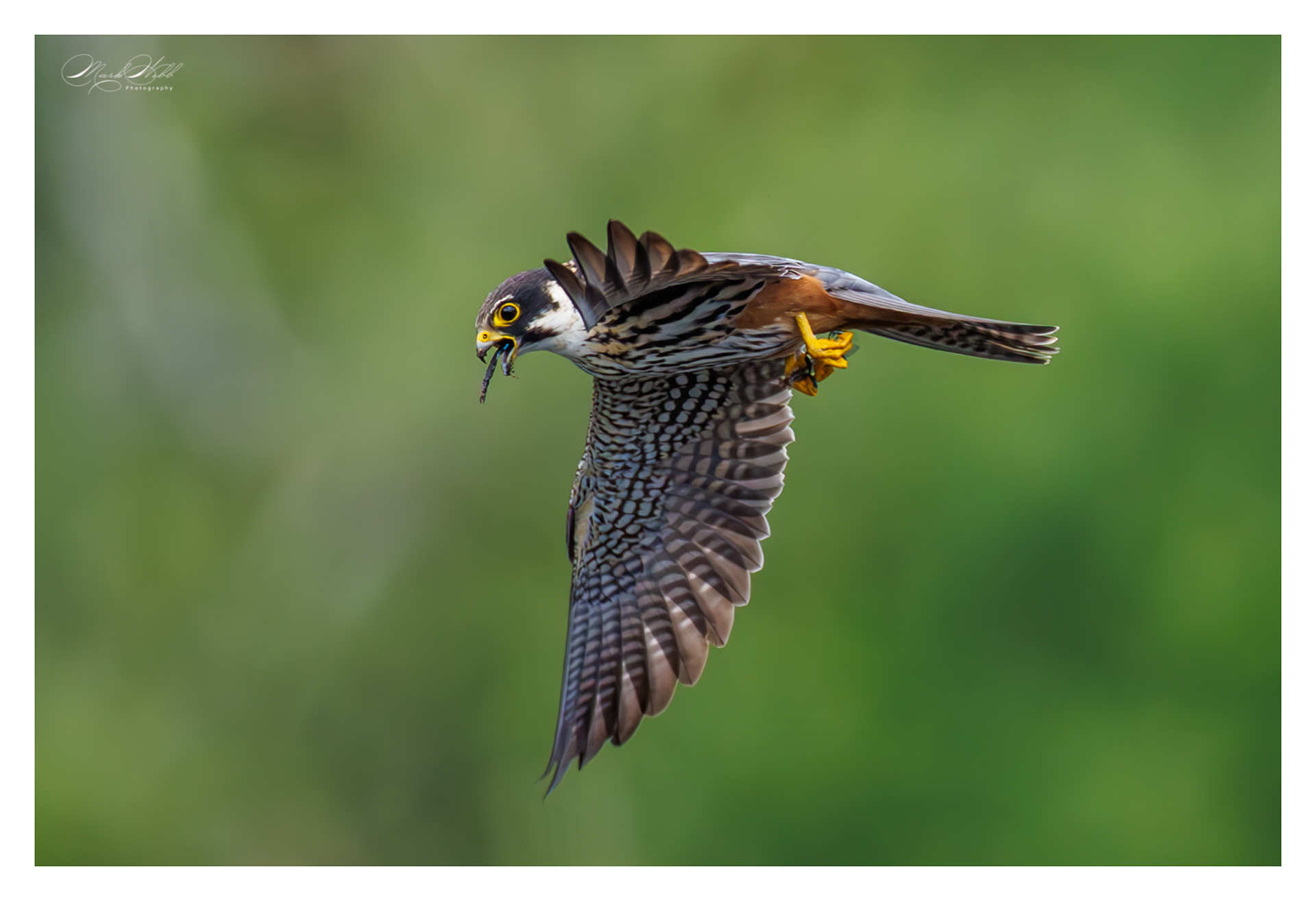 Hobby Woodwalton June 2025