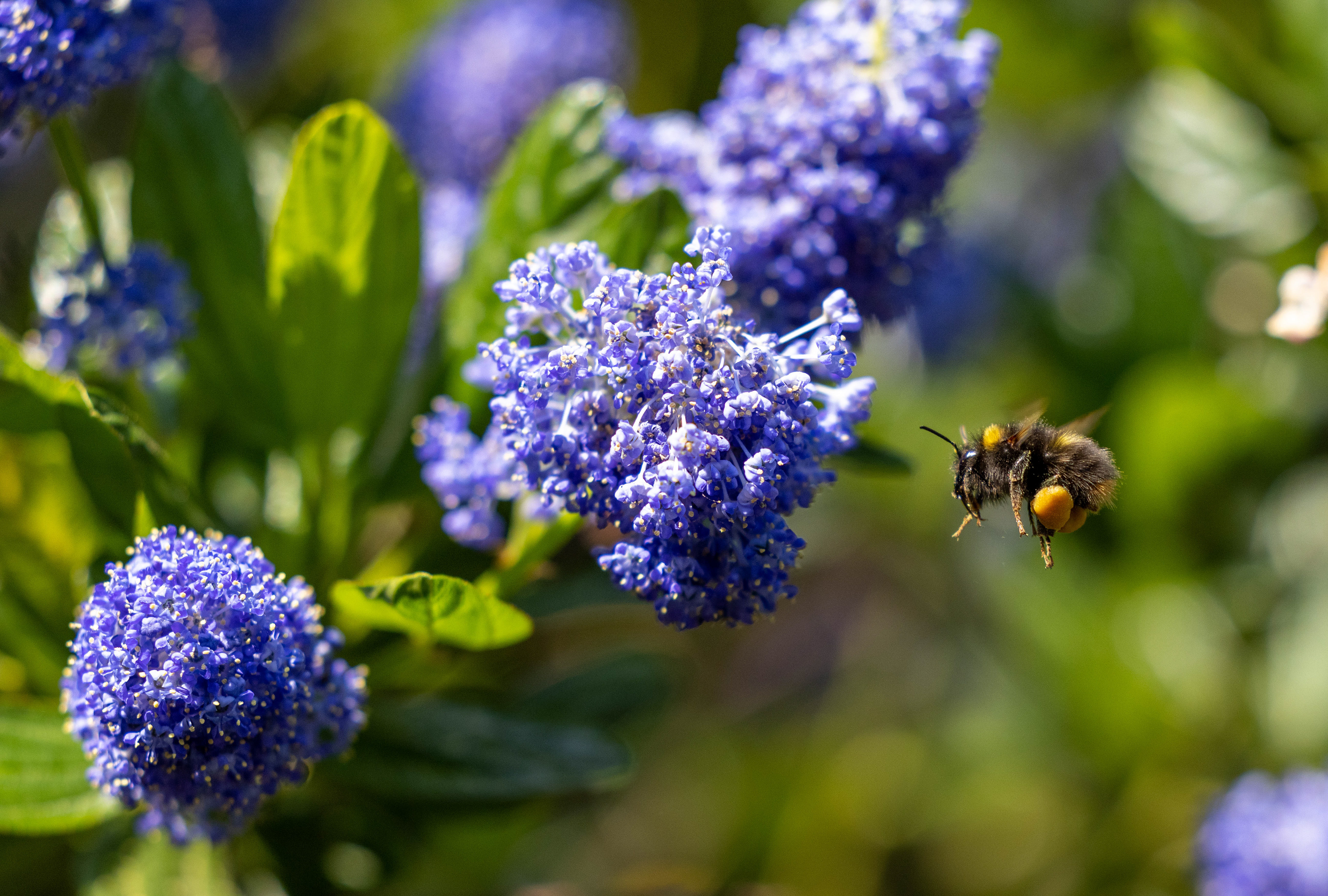 Ceanothus vs Bee - Garden June 2023