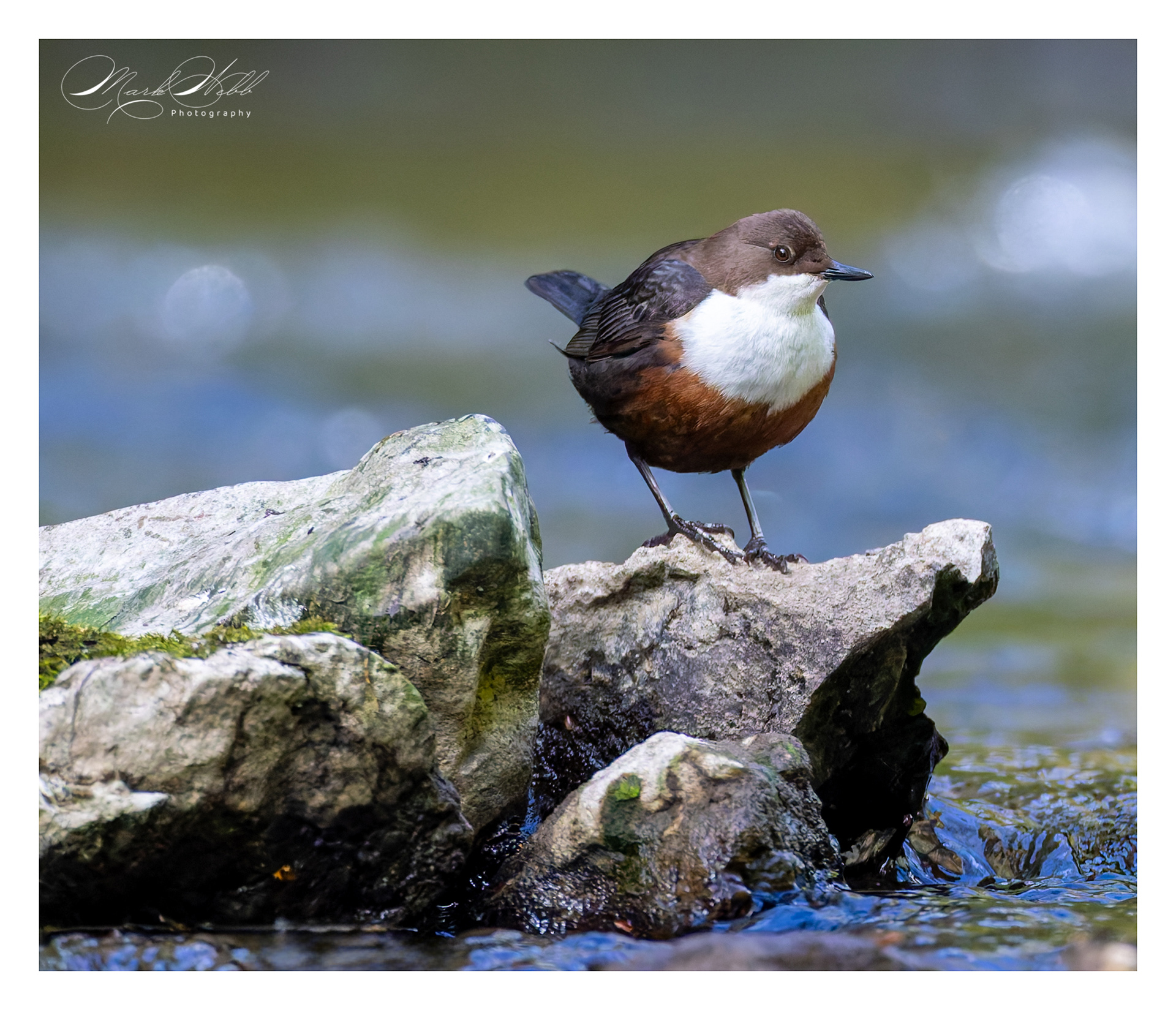 Dipper Millers Dale April 2024