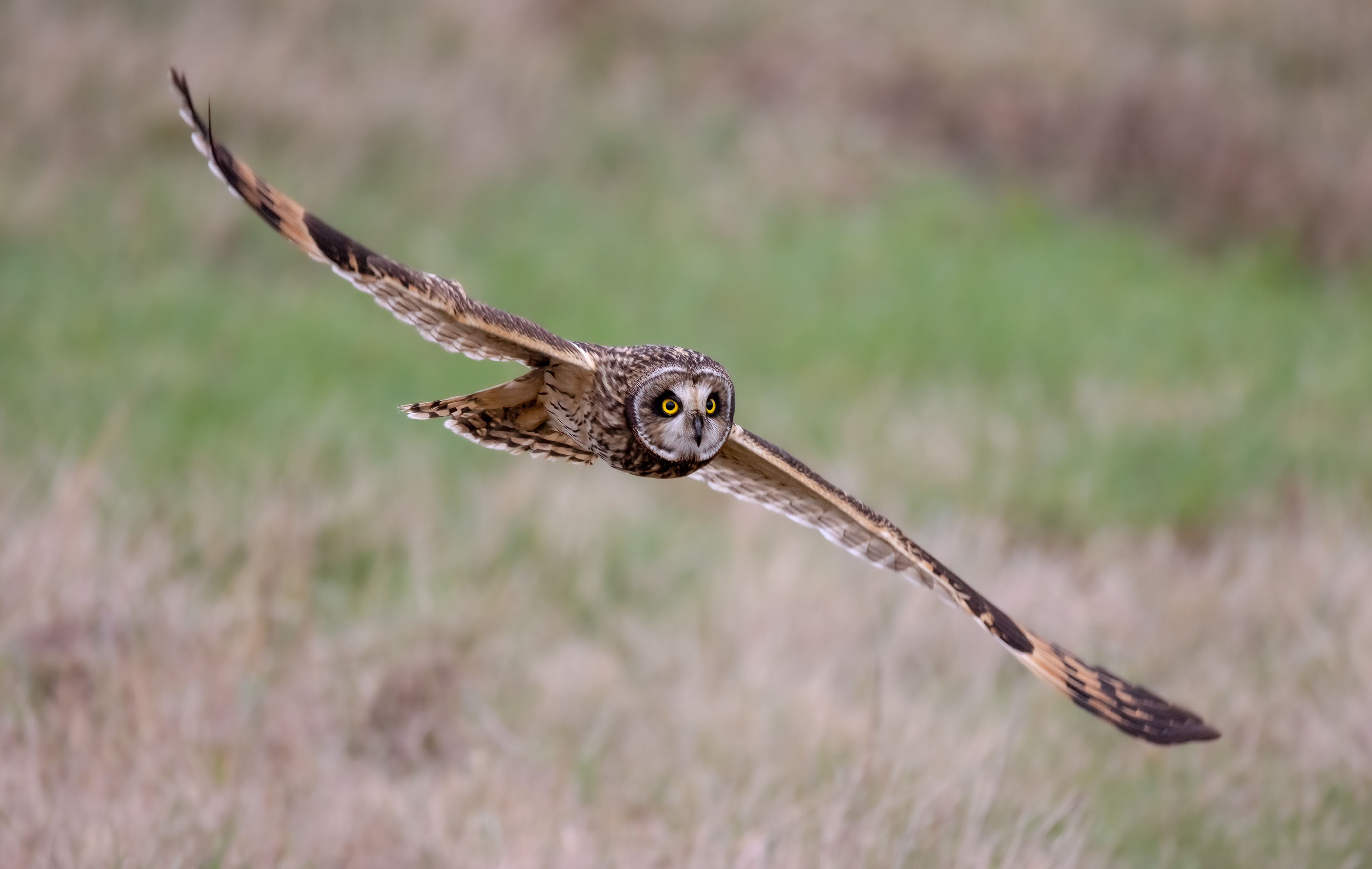 SEO Wallasea Island February 2024