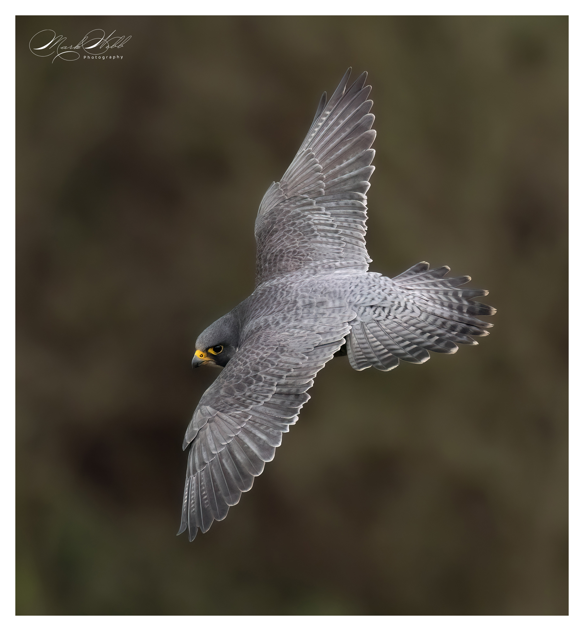 Peregrine Falcon Bristol February 2024