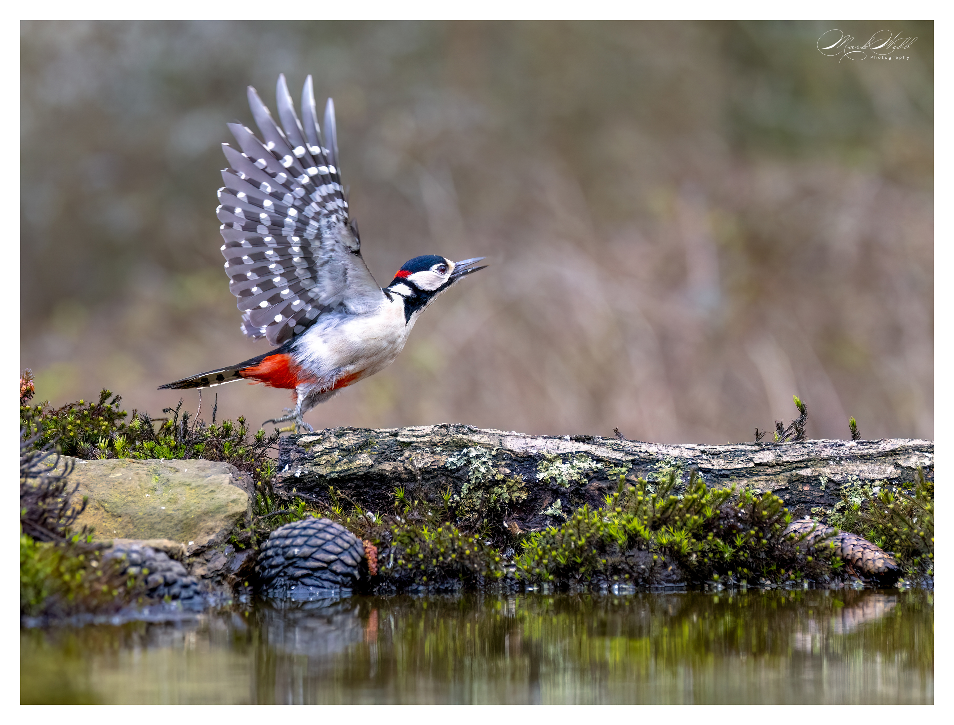 Woodpecker Bournemouth March 2024