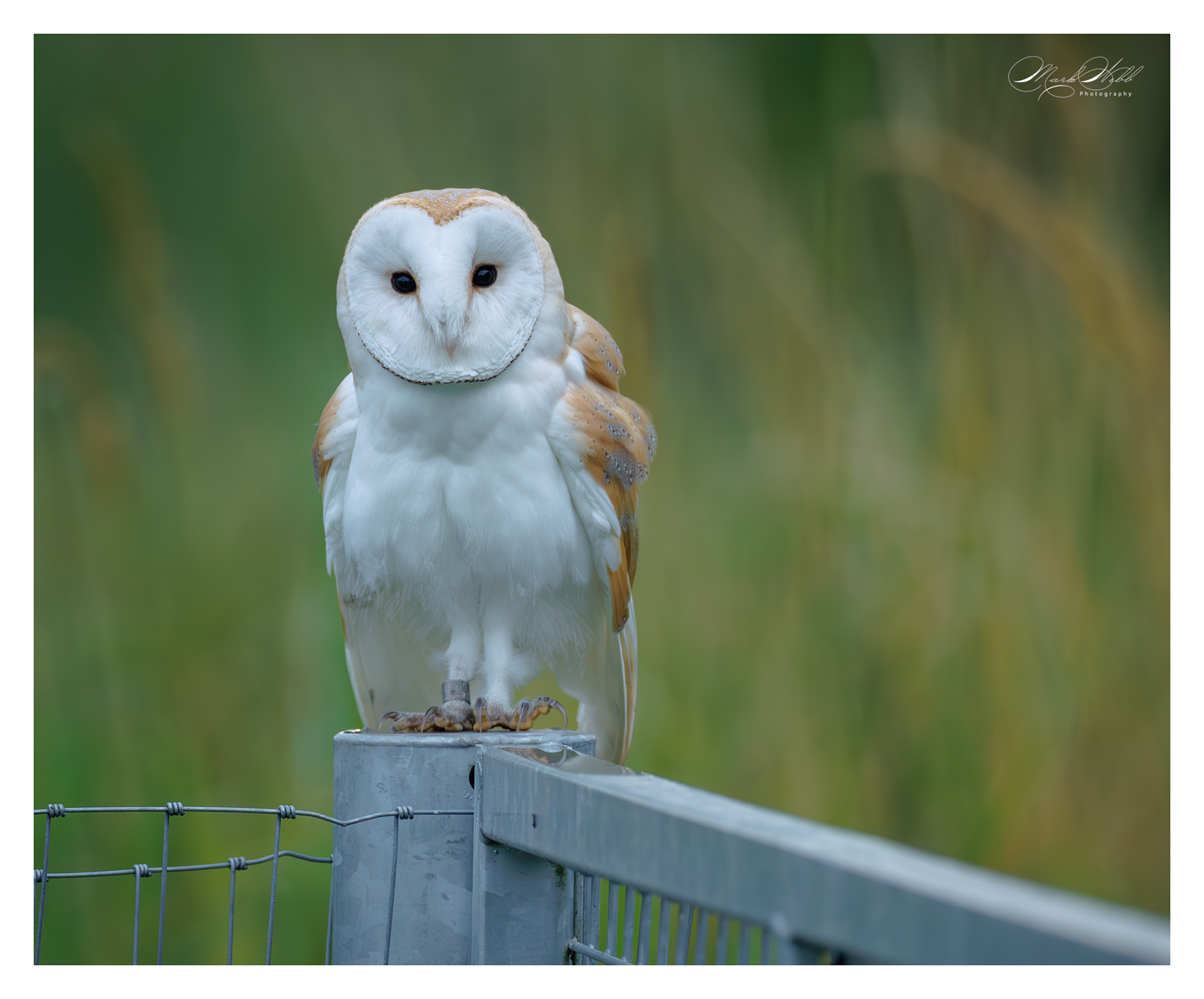 Barn Owl Sculthorpe July 2025