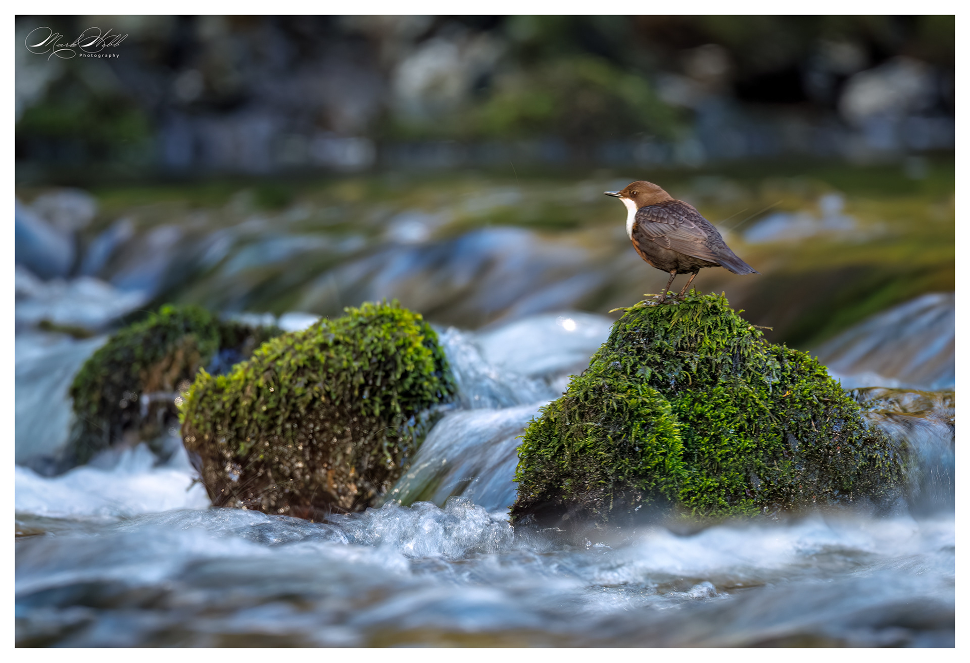 Dipper Millers Dale April 2025