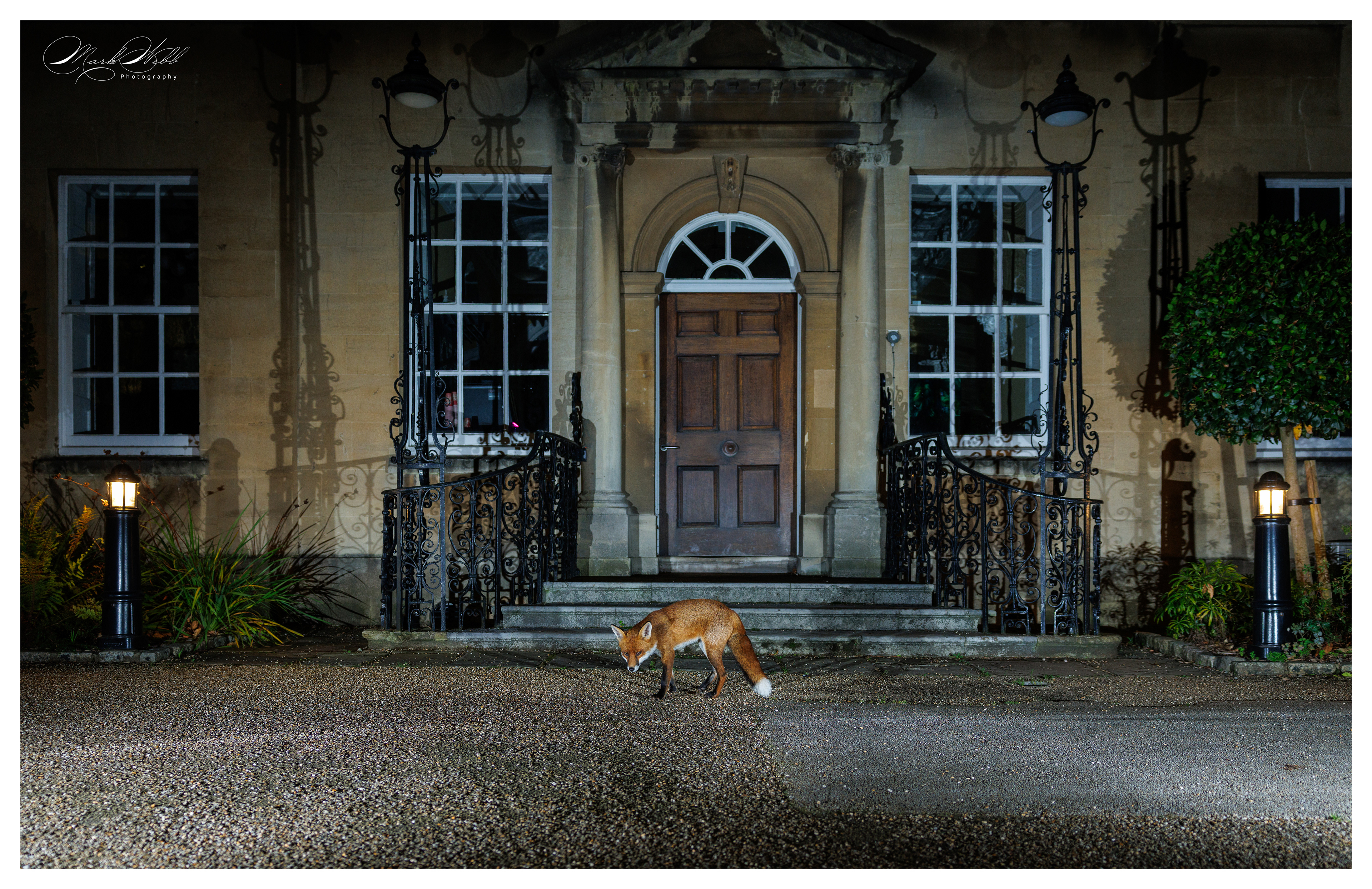 Bristol Foxes September 2024