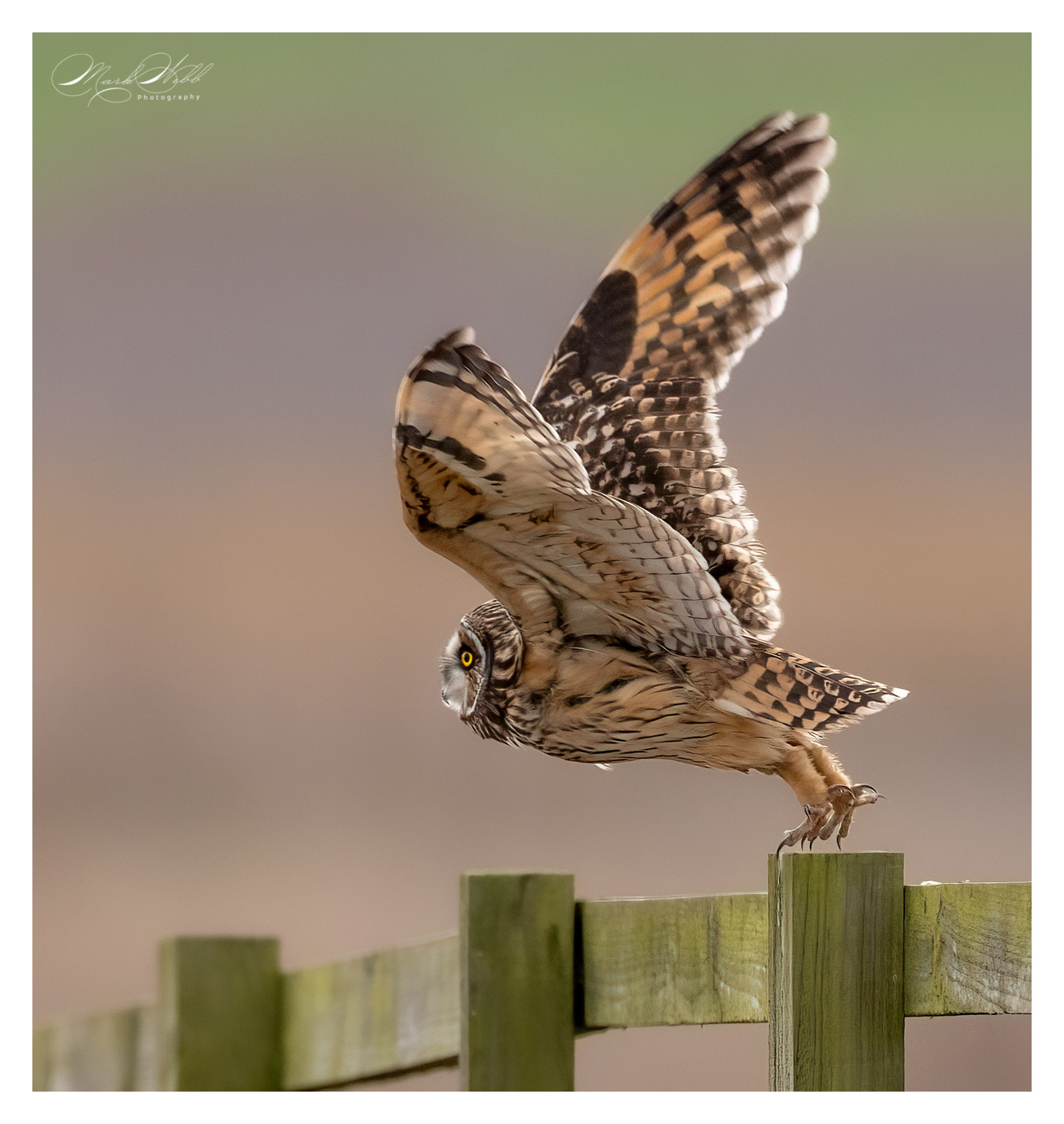 SEO Wallasea Island February 2024