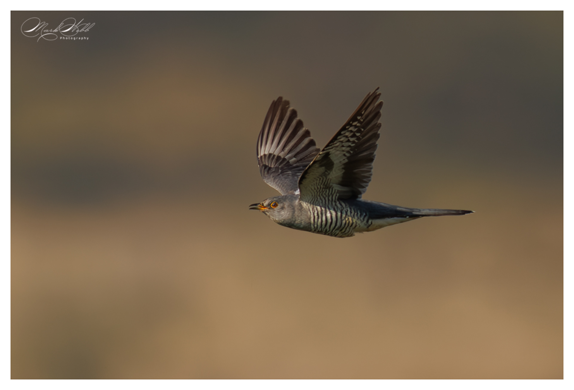 Cuckoo