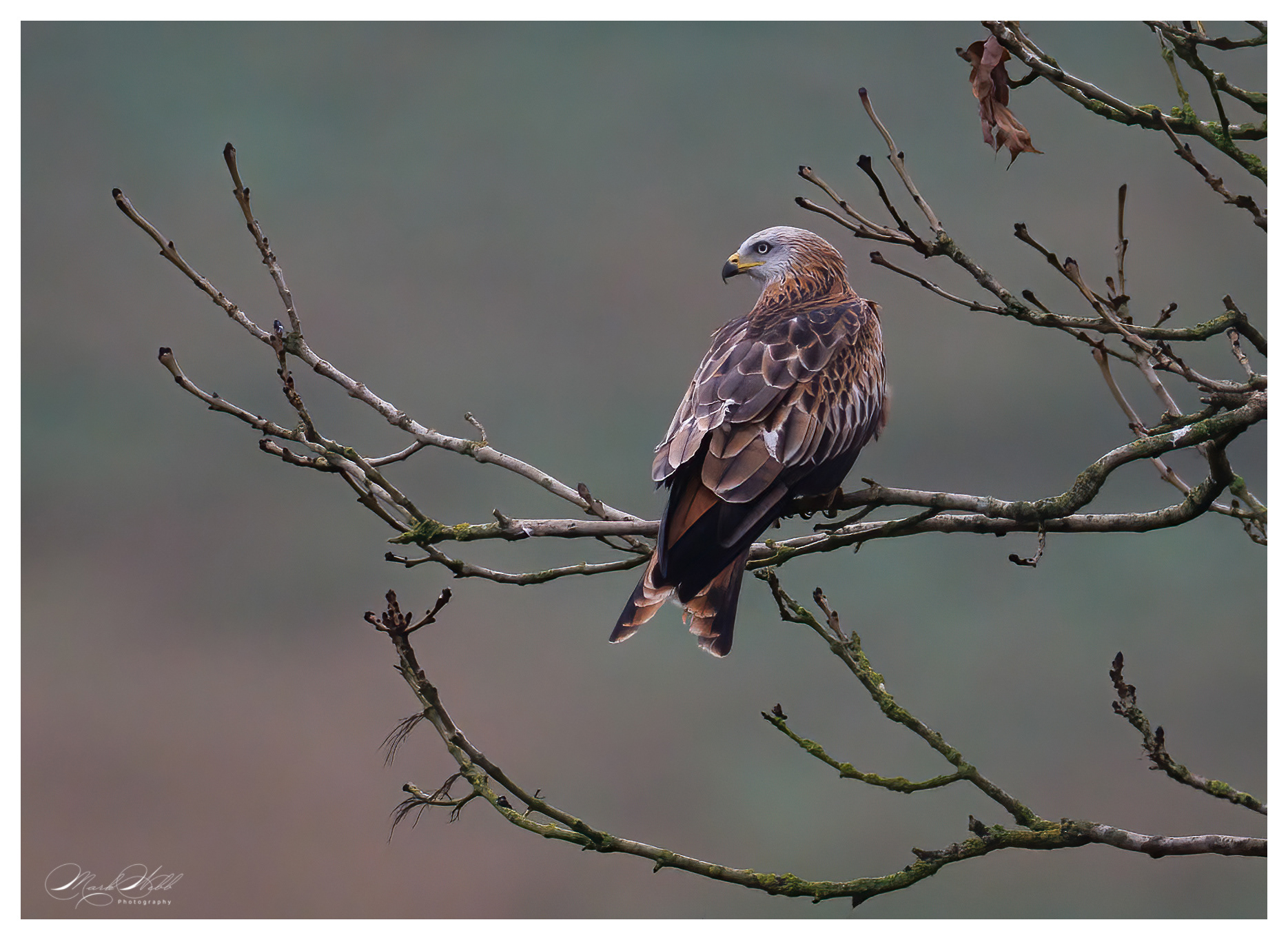 Red Kite Swindon November 2024