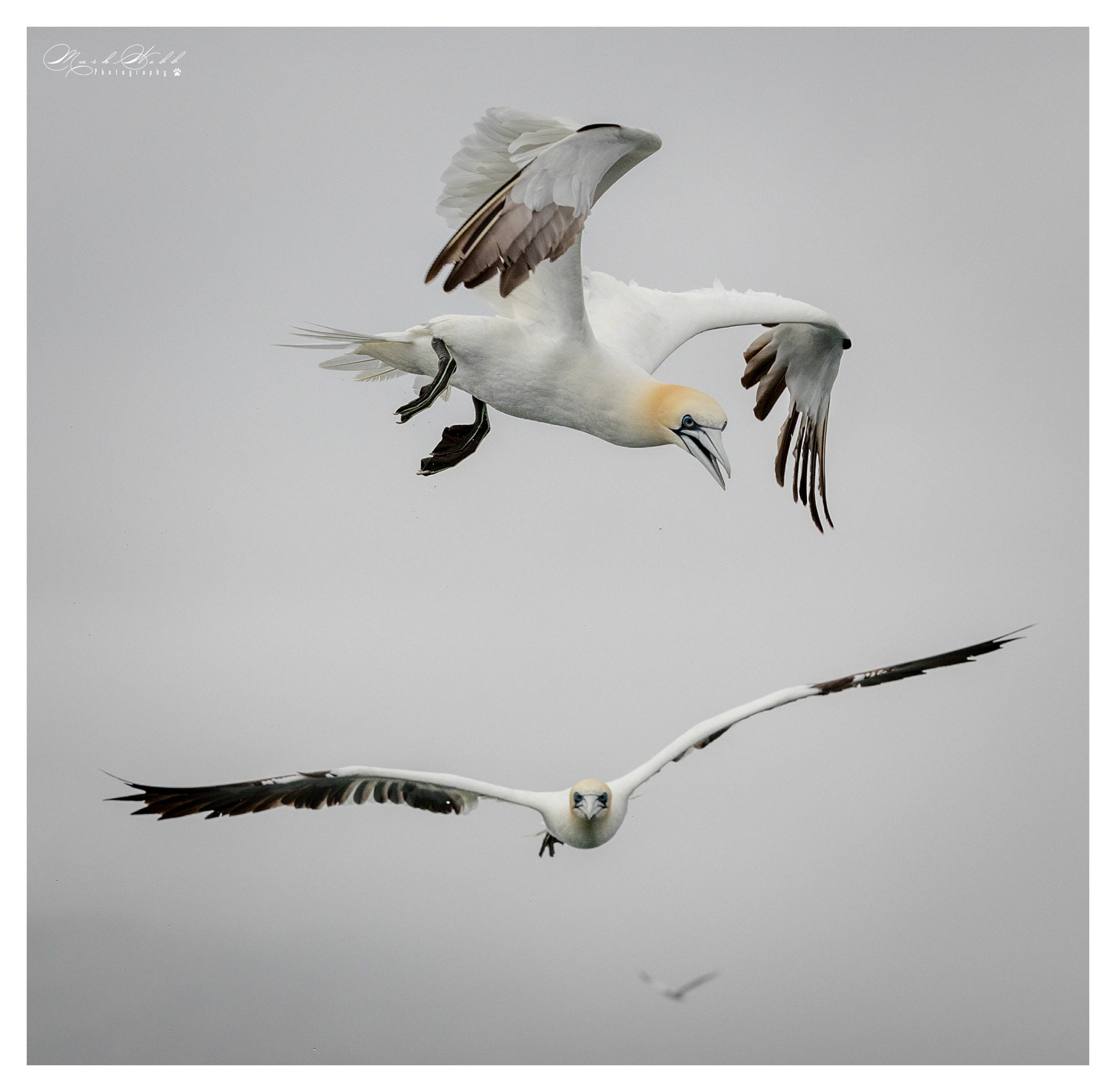 Bridlington Gannet Boat Trip August 2023
