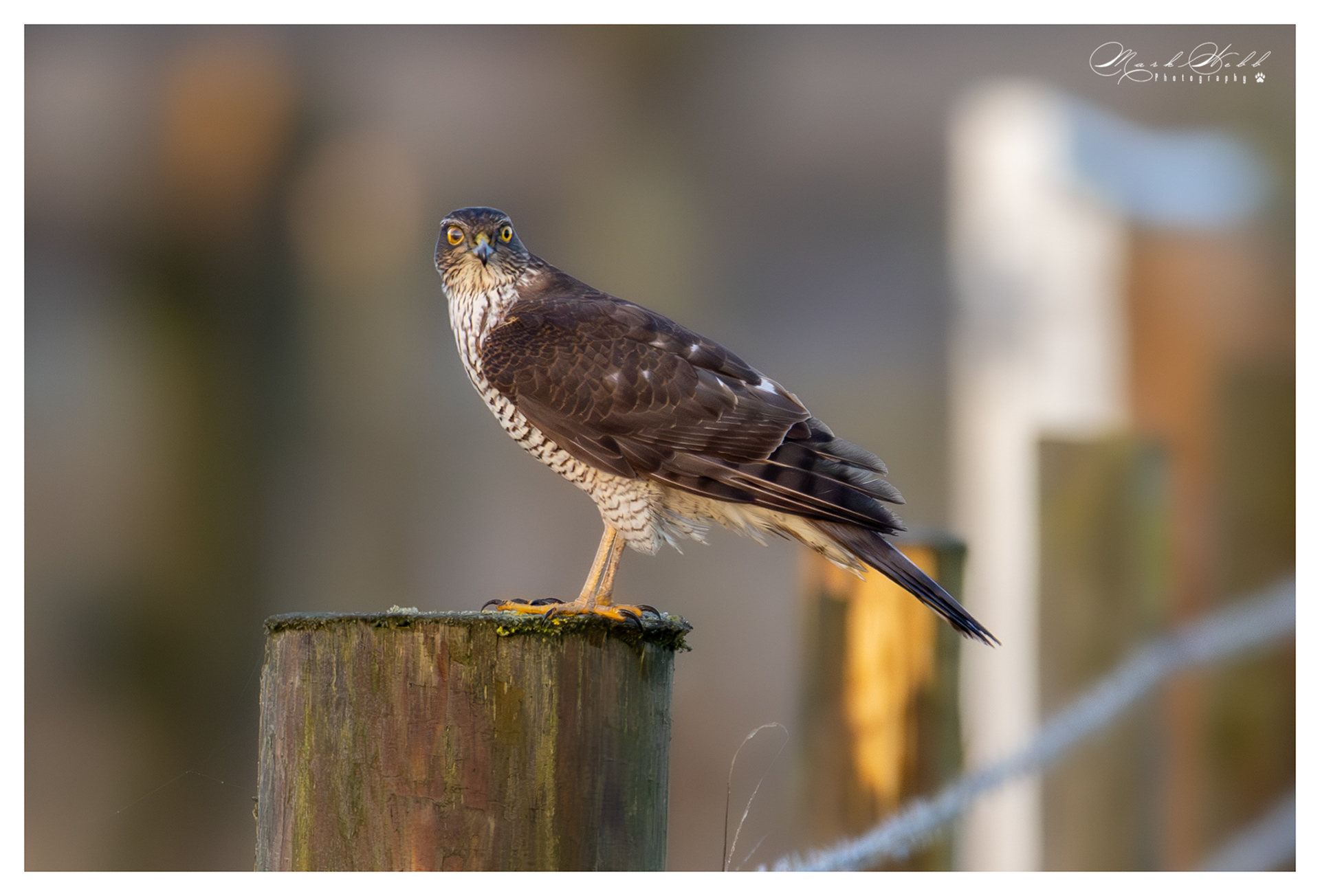 Sparrow Hawk Burwell Fen December 2023